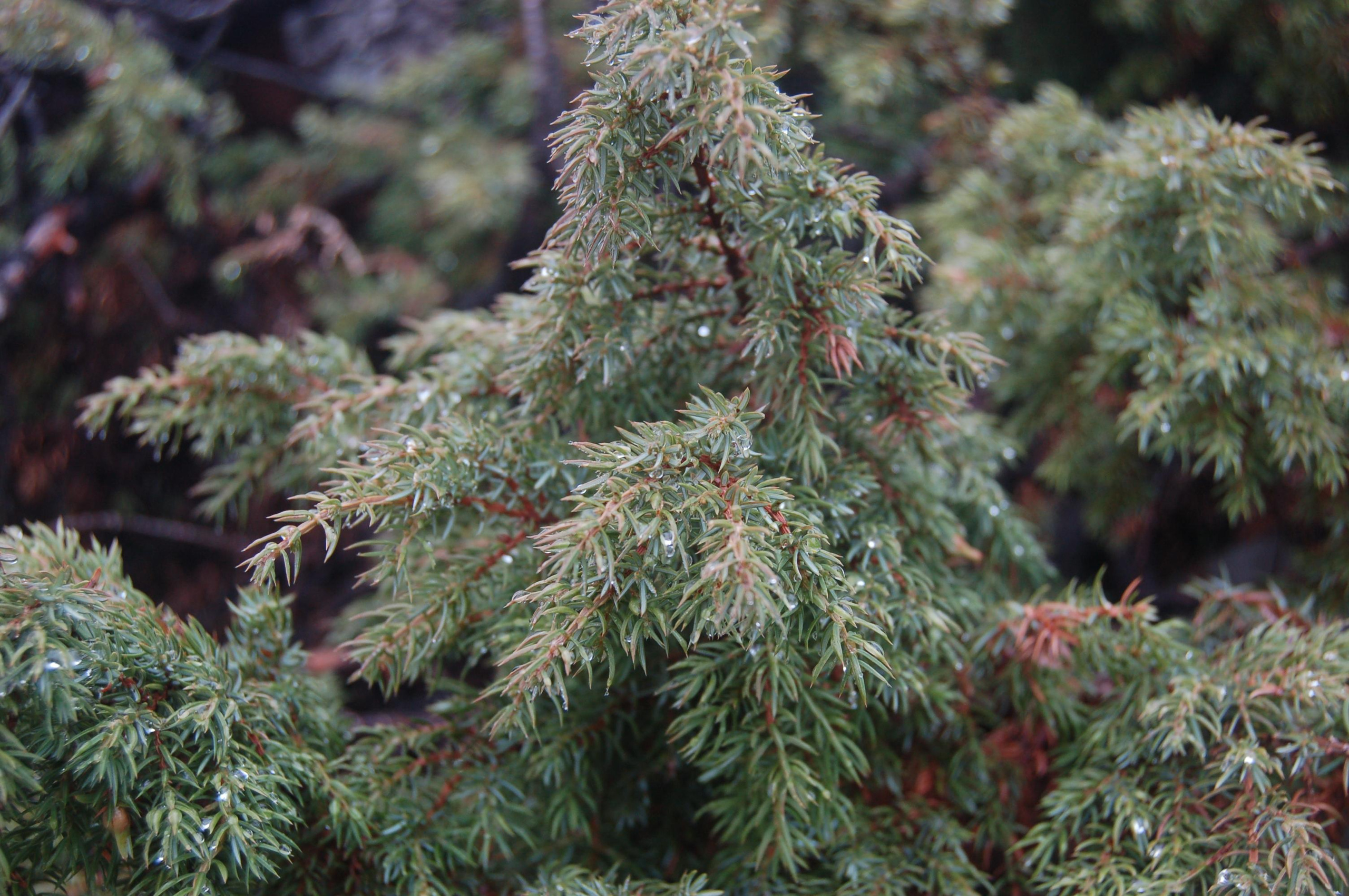 Гора Юрма. Фото и жизнь