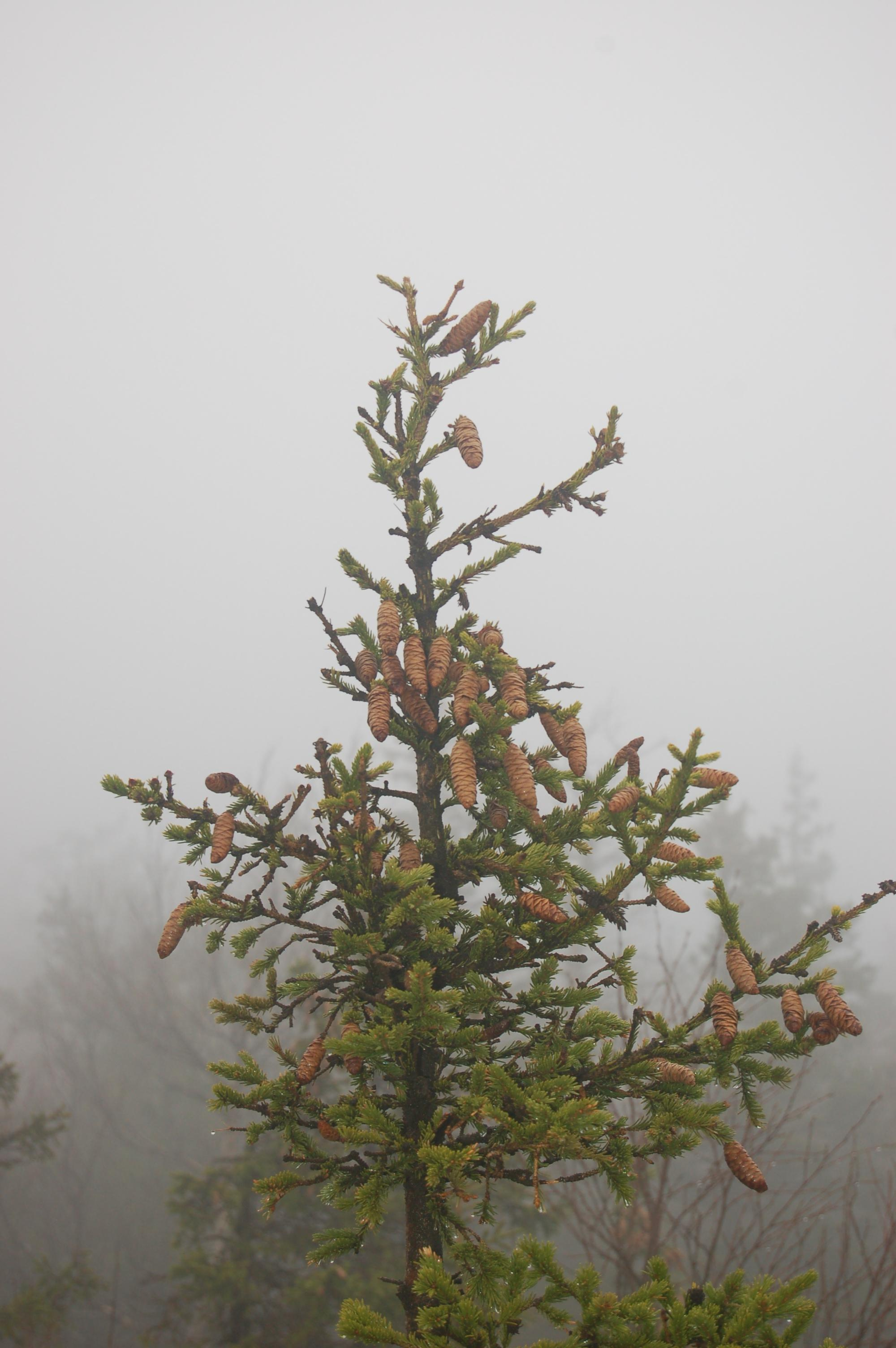 Гора Юрма. Фото и жизнь