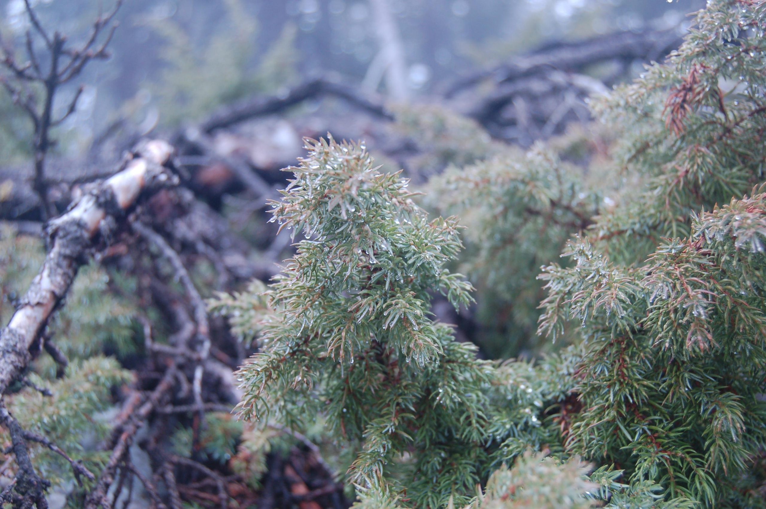 Гора Юрма. Фото и жизнь