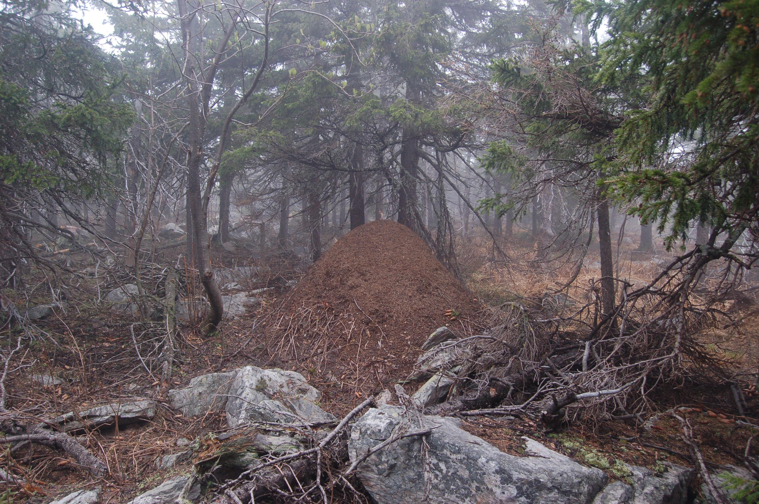 Гора Юрма. Фото и жизнь