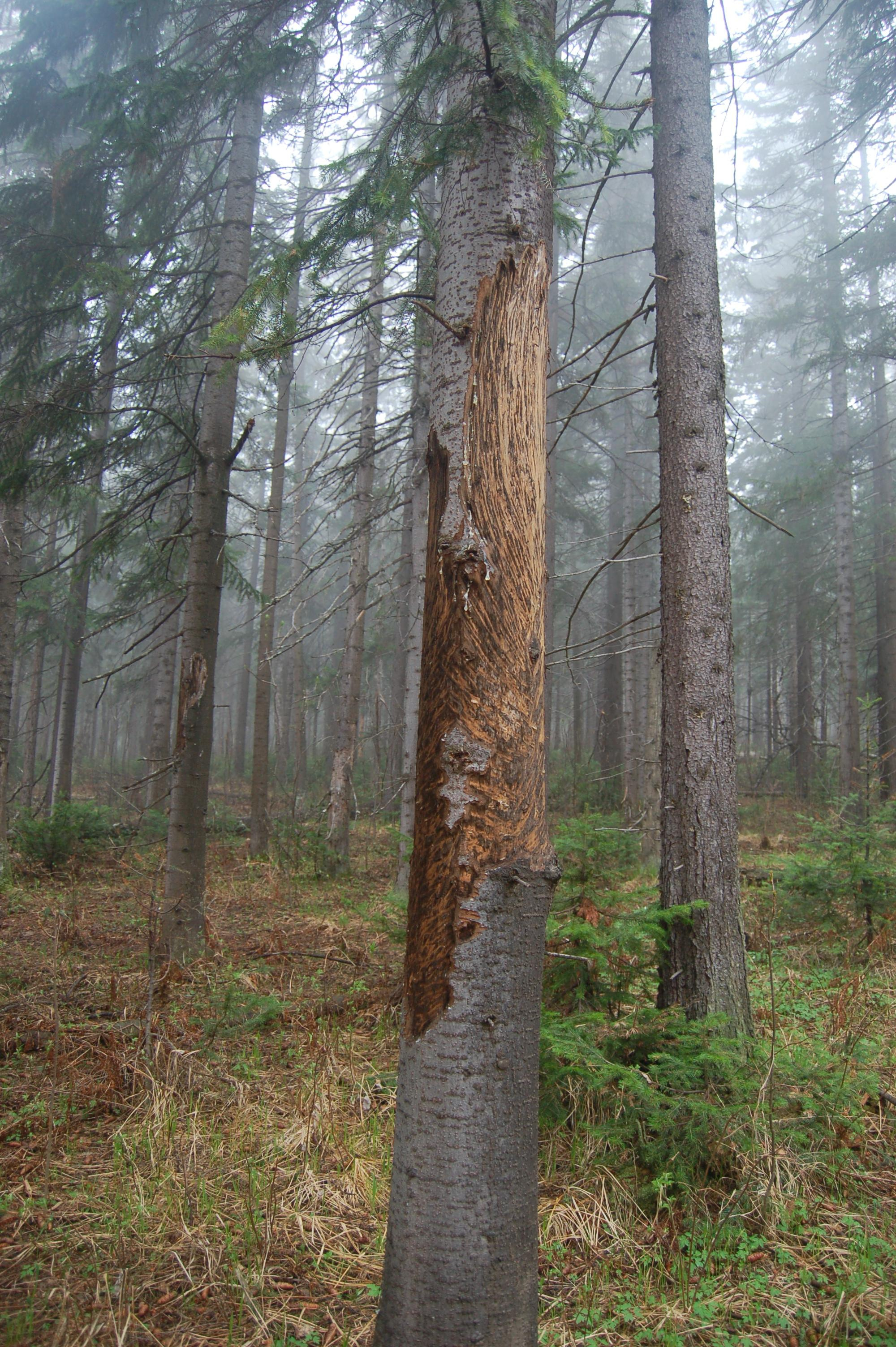 Гора Юрма. Фото и жизнь