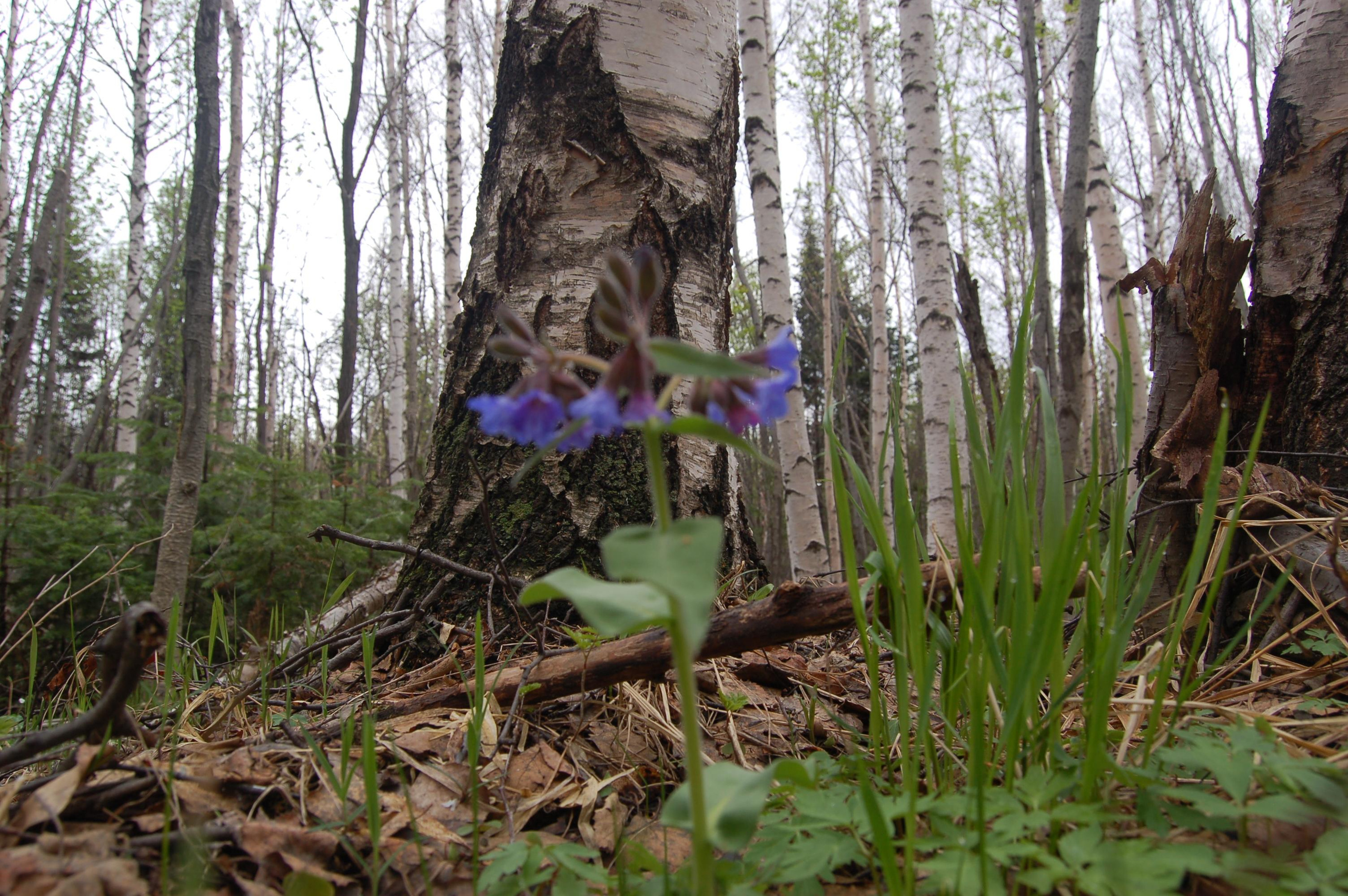 Гора Юрма. Фото и жизнь