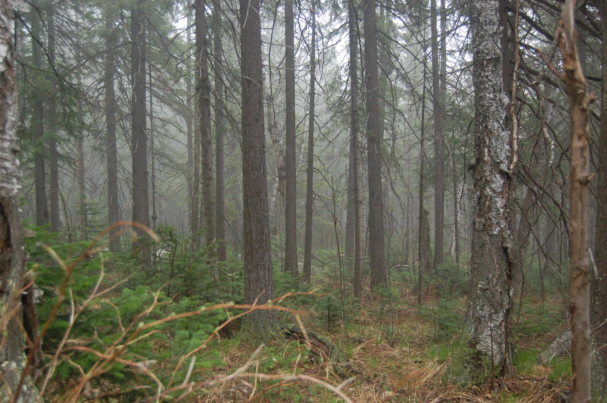 Гора Юрма. Фото и жизнь