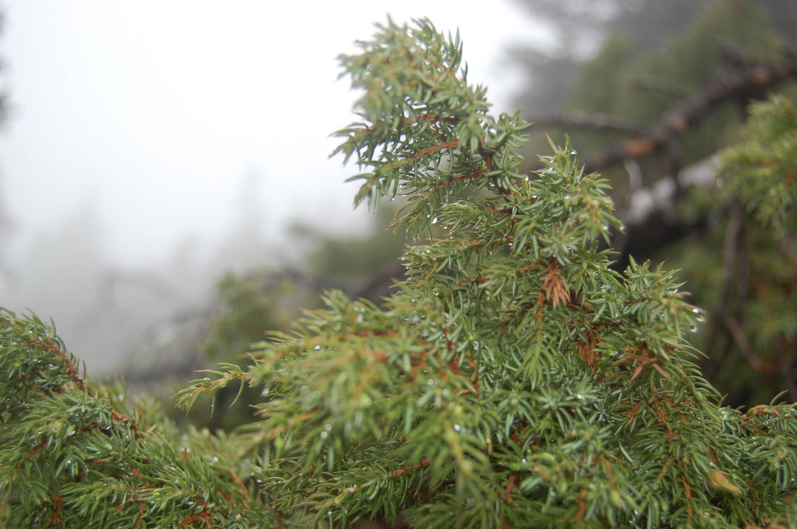 Гора Юрма. Фото и жизнь