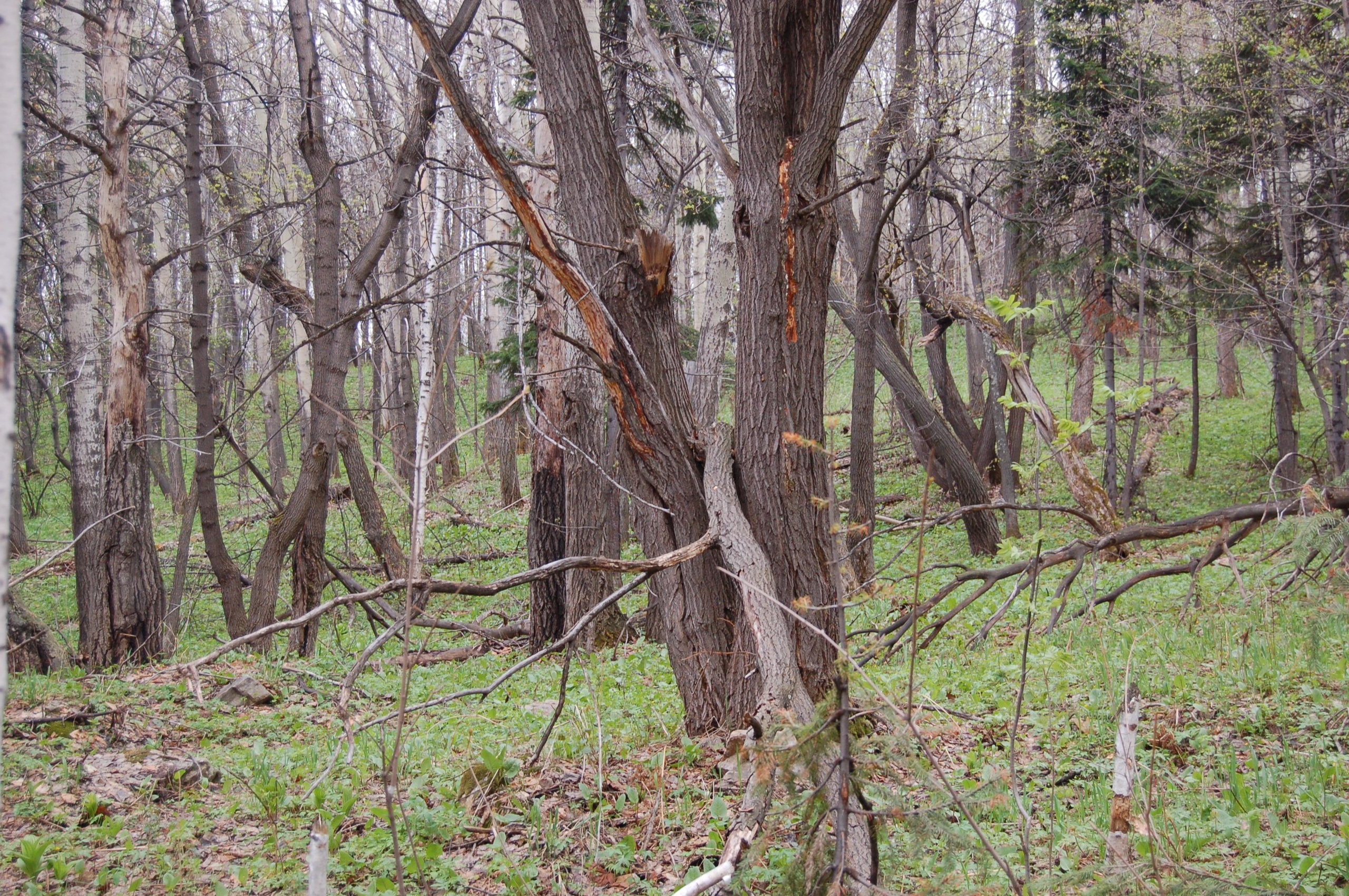 Гора Юрма. Фото и жизнь