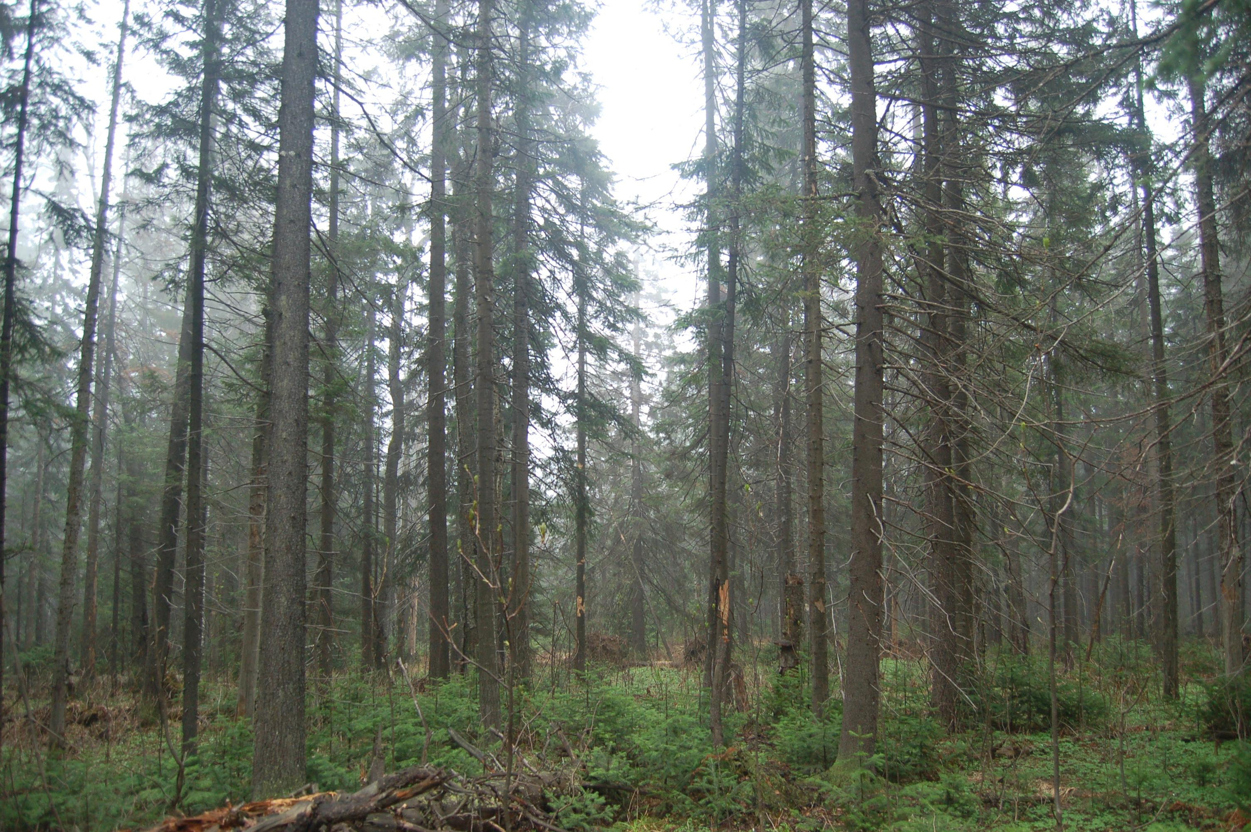 Гора Юрма. Фото и жизнь