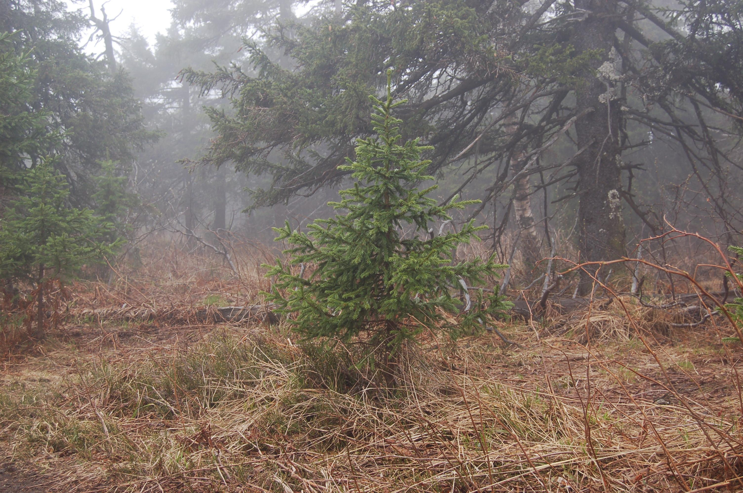 Гора Юрма. Фото и жизнь