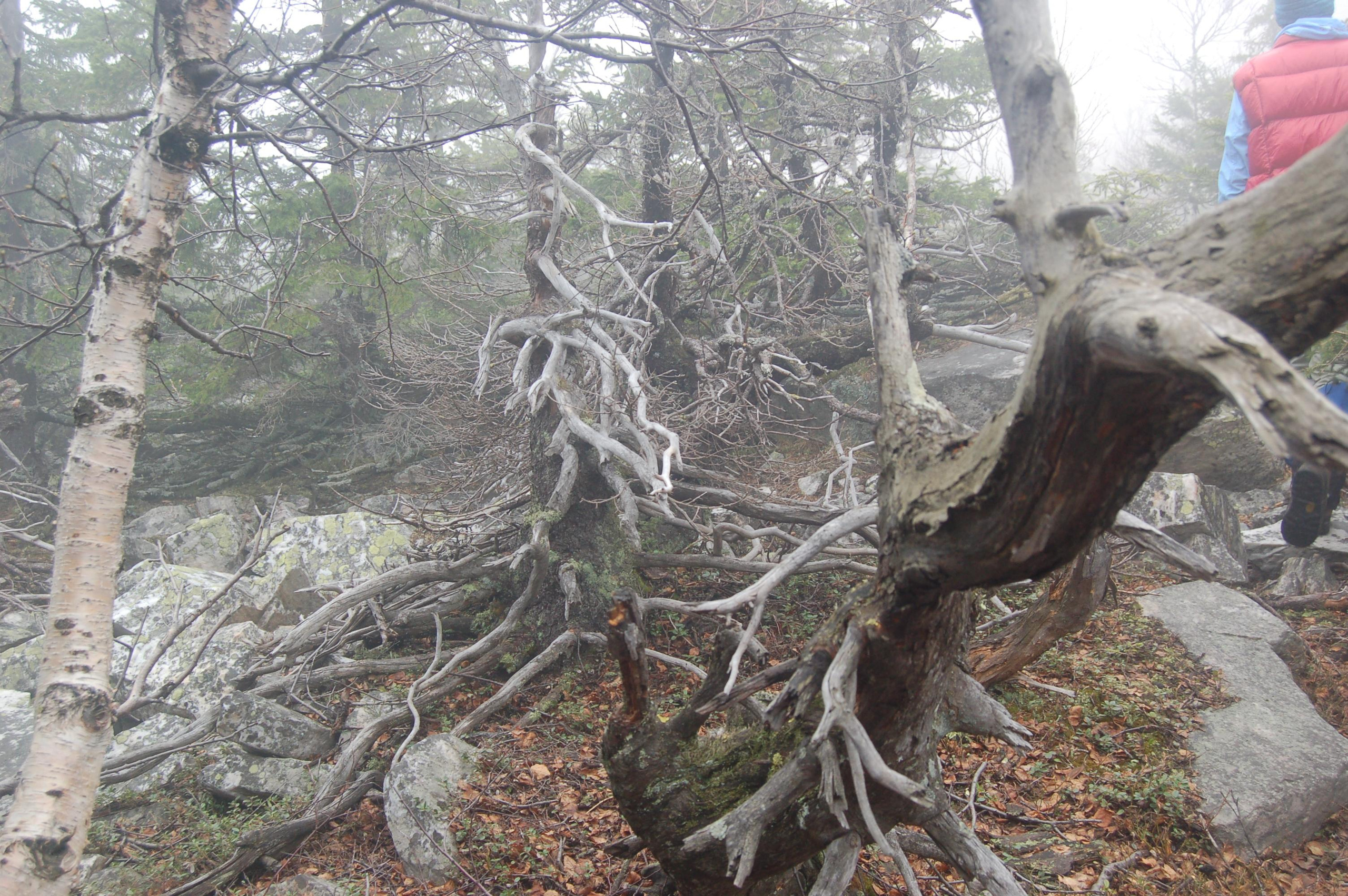 Гора Юрма. Фото и жизнь