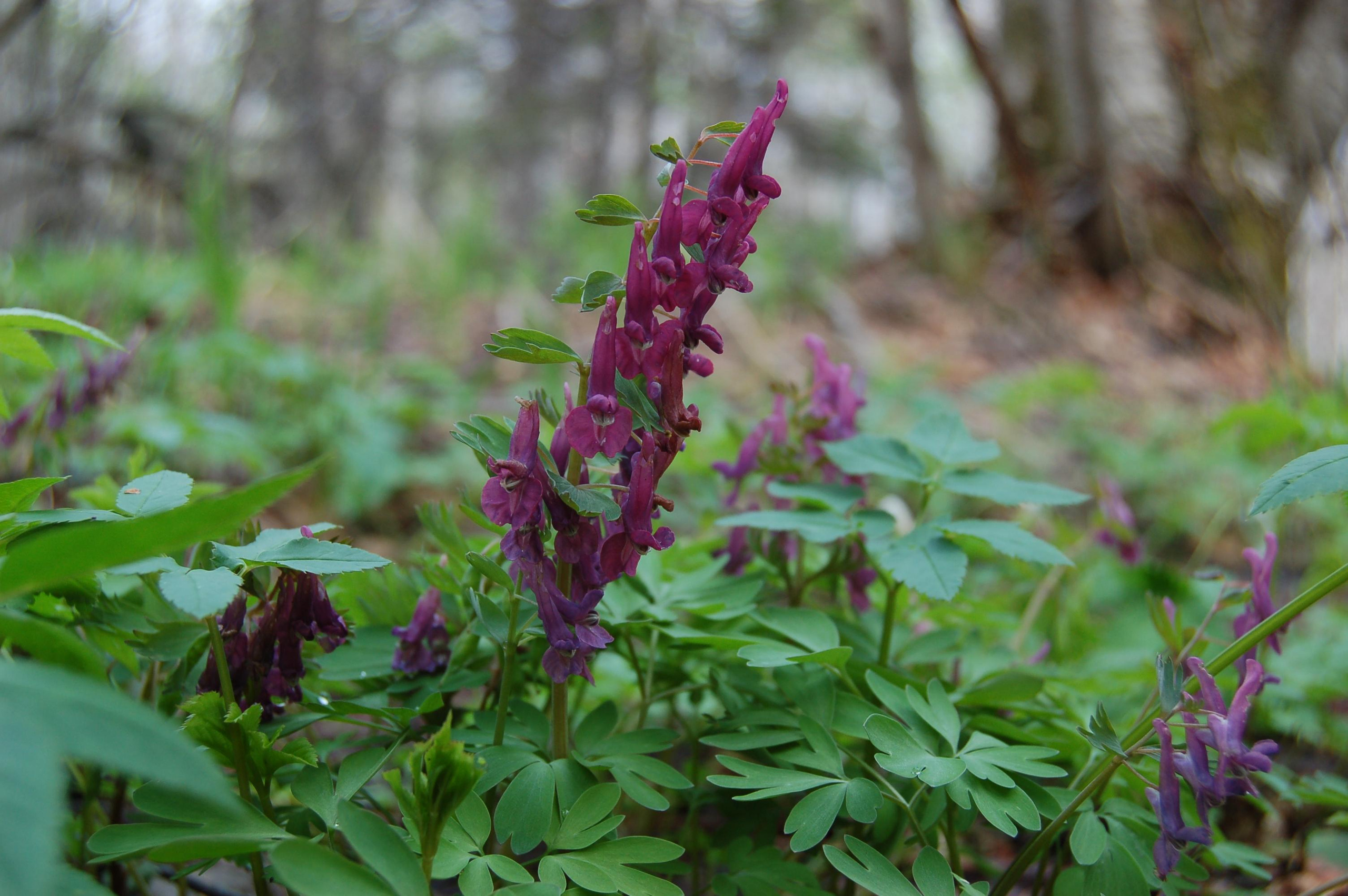 Гора Юрма. Фото и жизнь