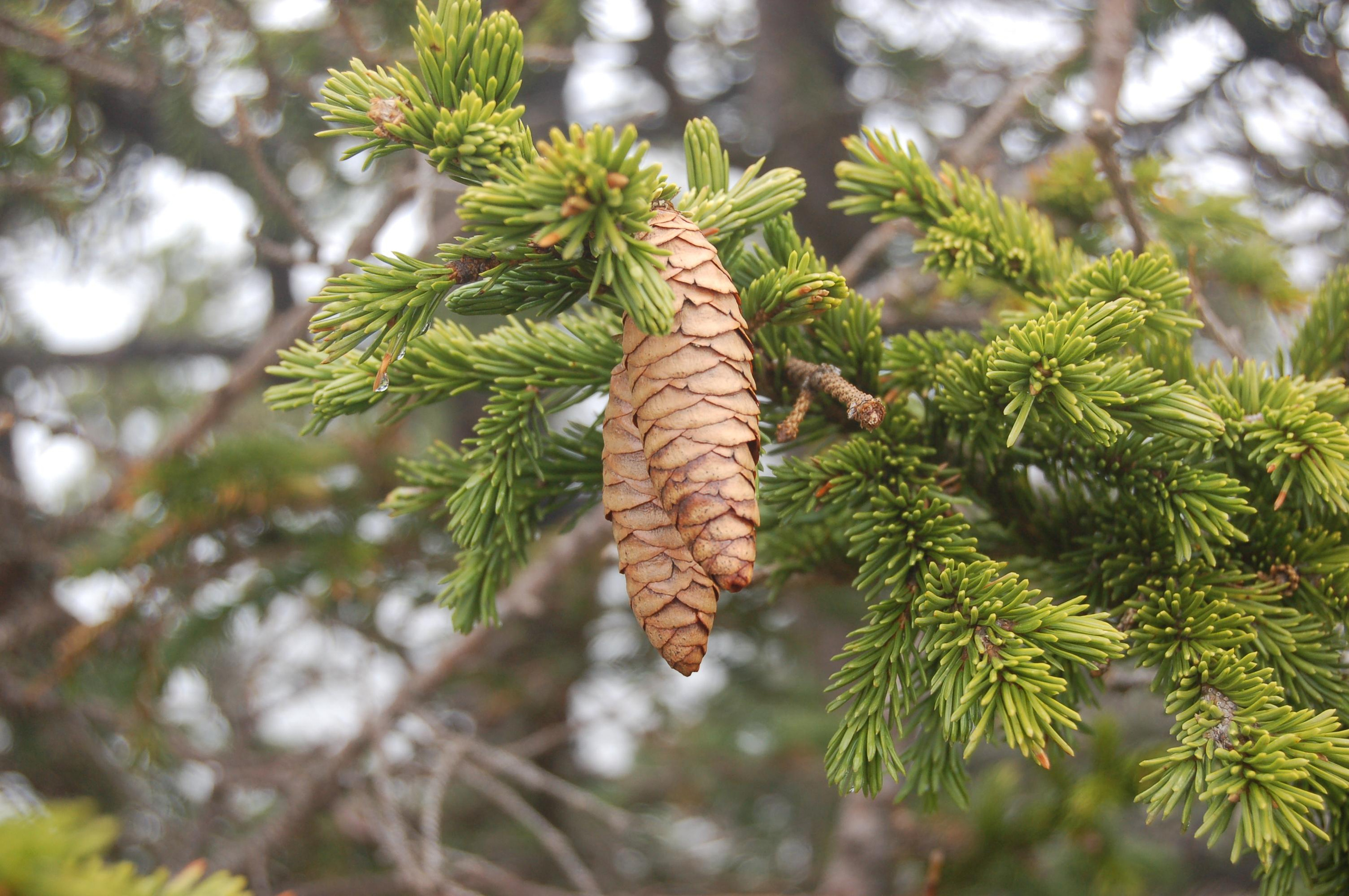 Гора покрыта смешанным лесом. Прослеживается высотная поясность. Смешанные леса с участками широколиственных пород деревьев доходят до 700 метров (в том числе встречается много кленов, особенно прекрасных осенью), выше растут елово-пихтовые леса. На высоте 900 м они переходят в пояс подгольцовых редколесий и лугов. На высоте более 800 метров местами начинают встречаться каменные россыпи - курумы.