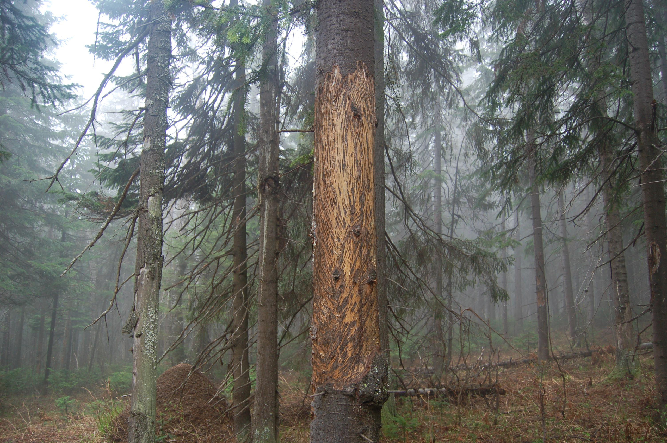 Гора Юрма. Фото и жизнь