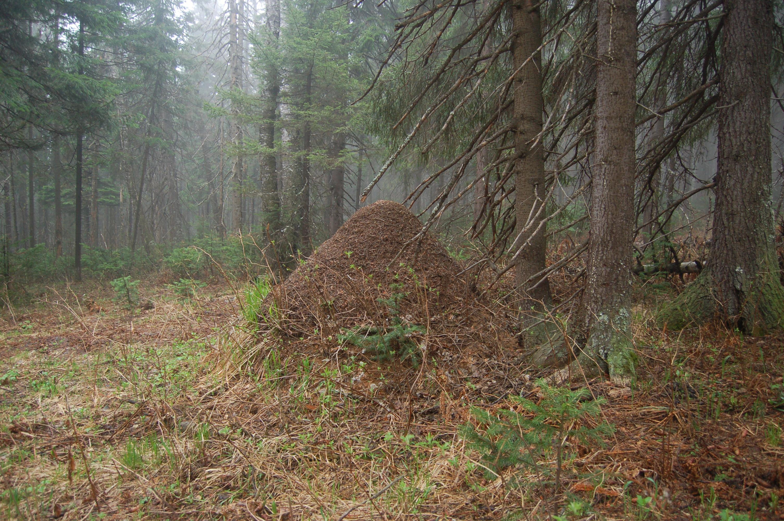 Гора Юрма. Фото и жизнь