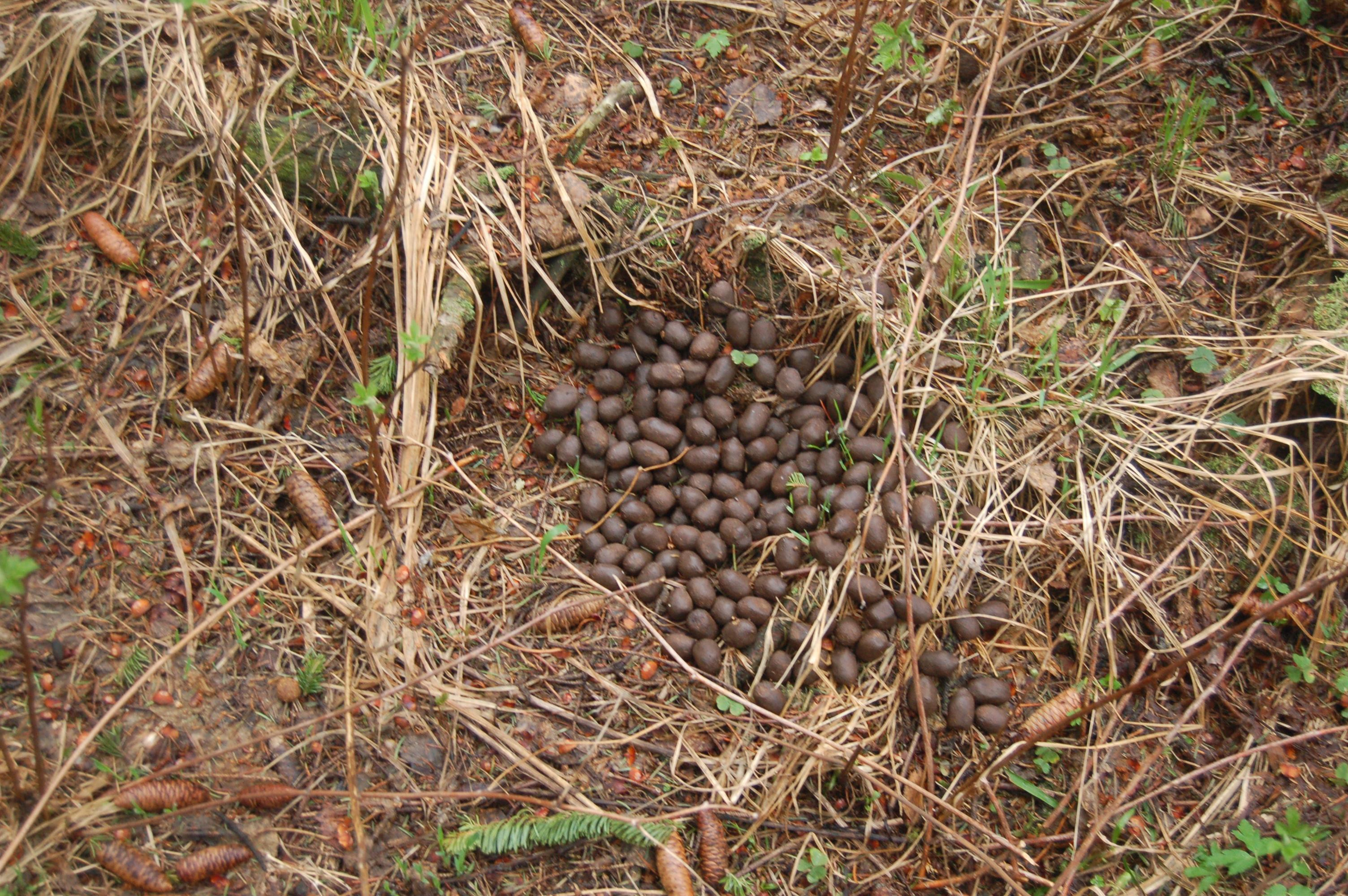 Гора Юрма. Фото и жизнь