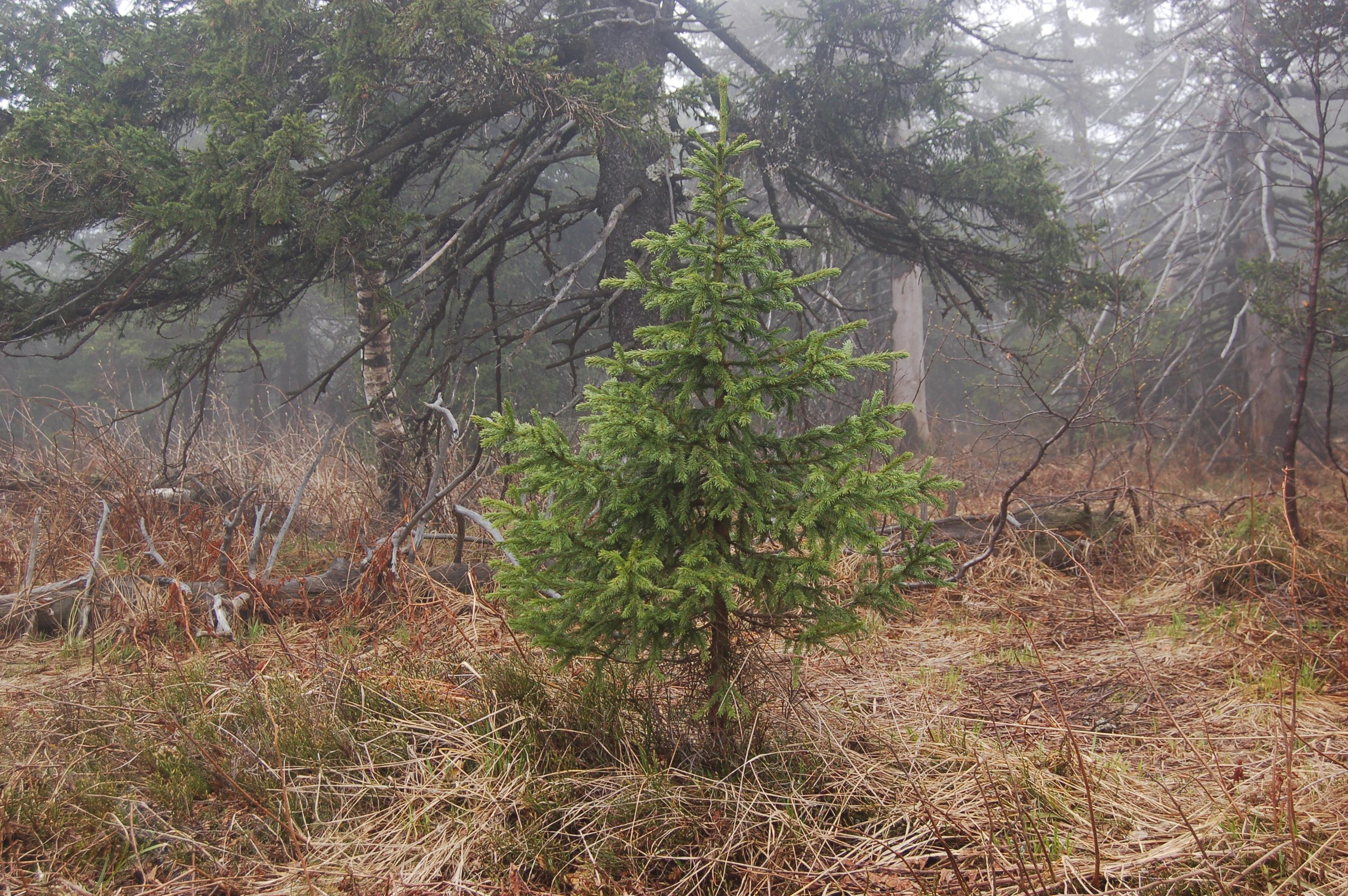 Гора Юрма. Фото и жизнь