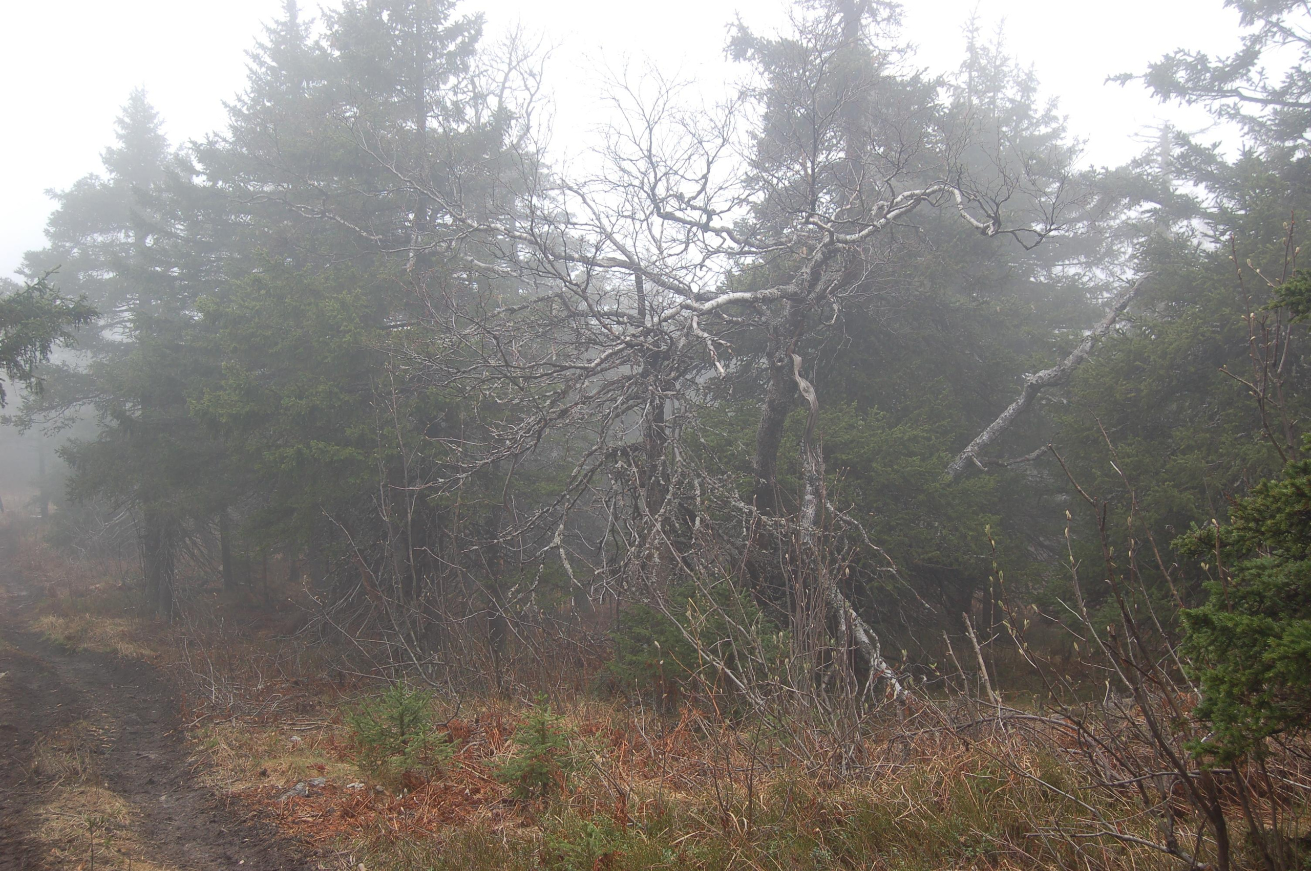 Гора Юрма. Фото и жизнь