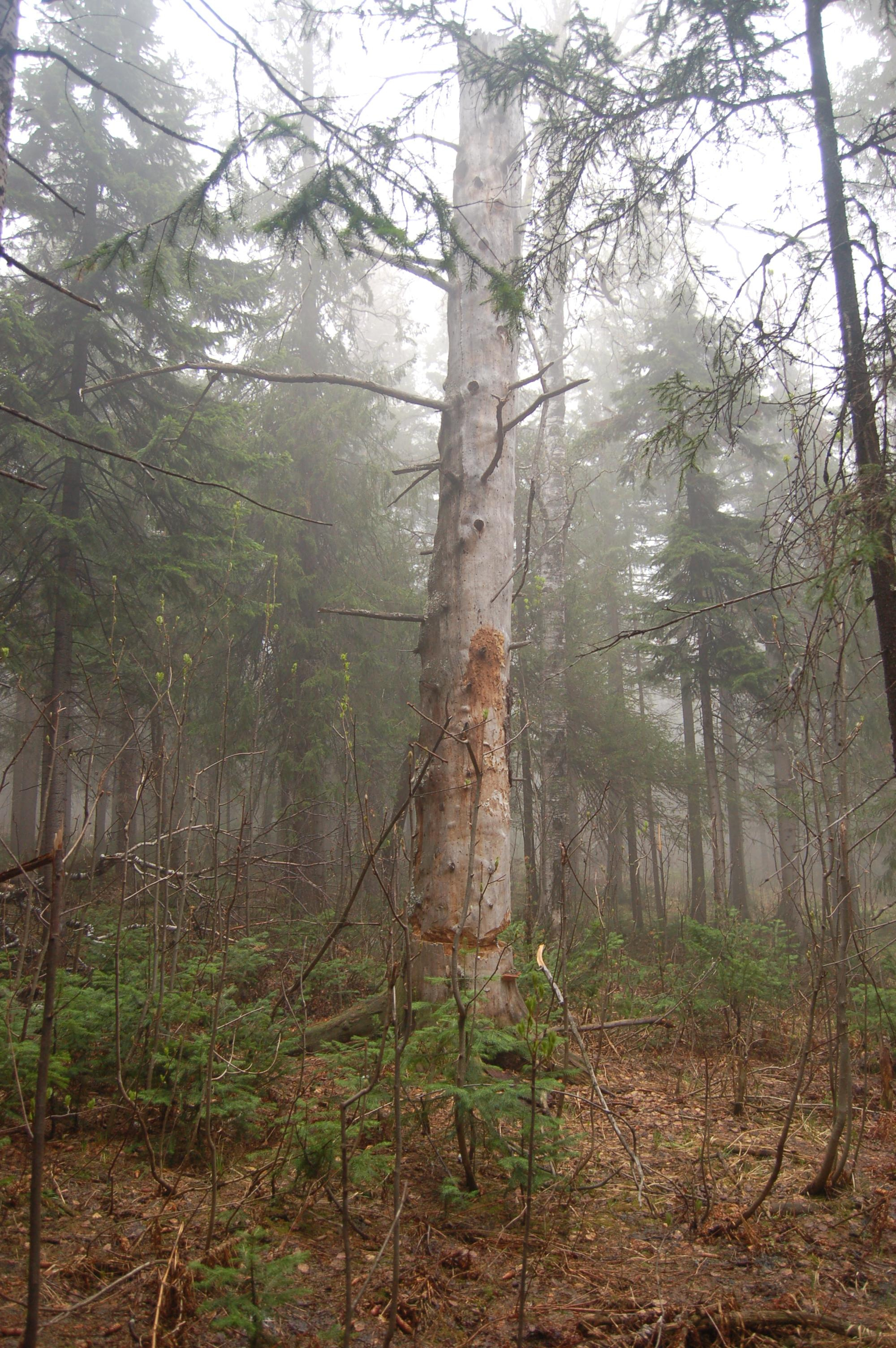 Гора Юрма. Фото и жизнь