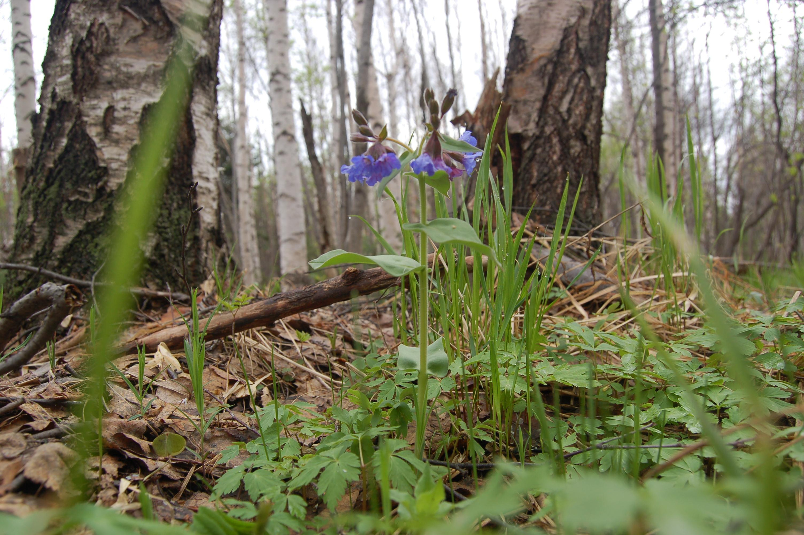 Гора Юрма. Фото и жизнь