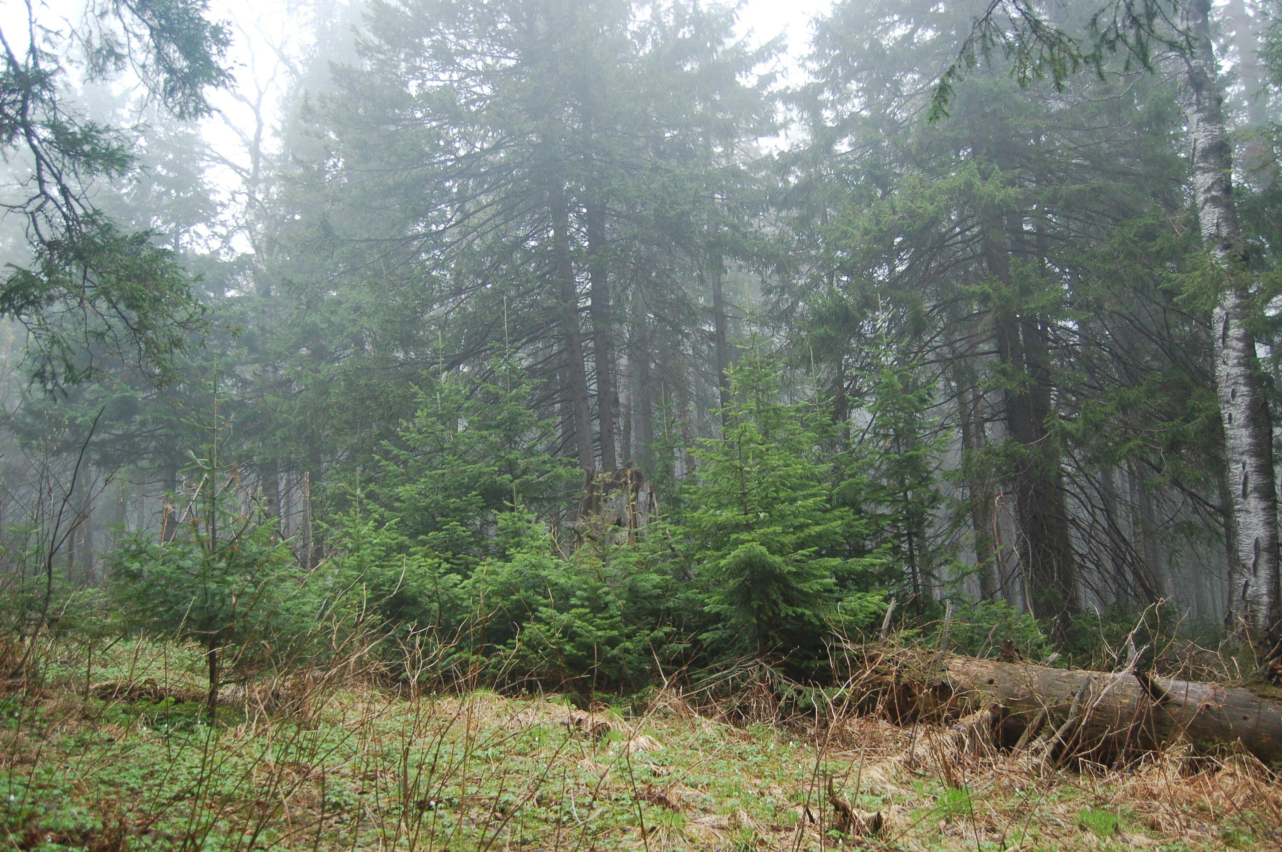 Гора Юрма. Фото и жизнь