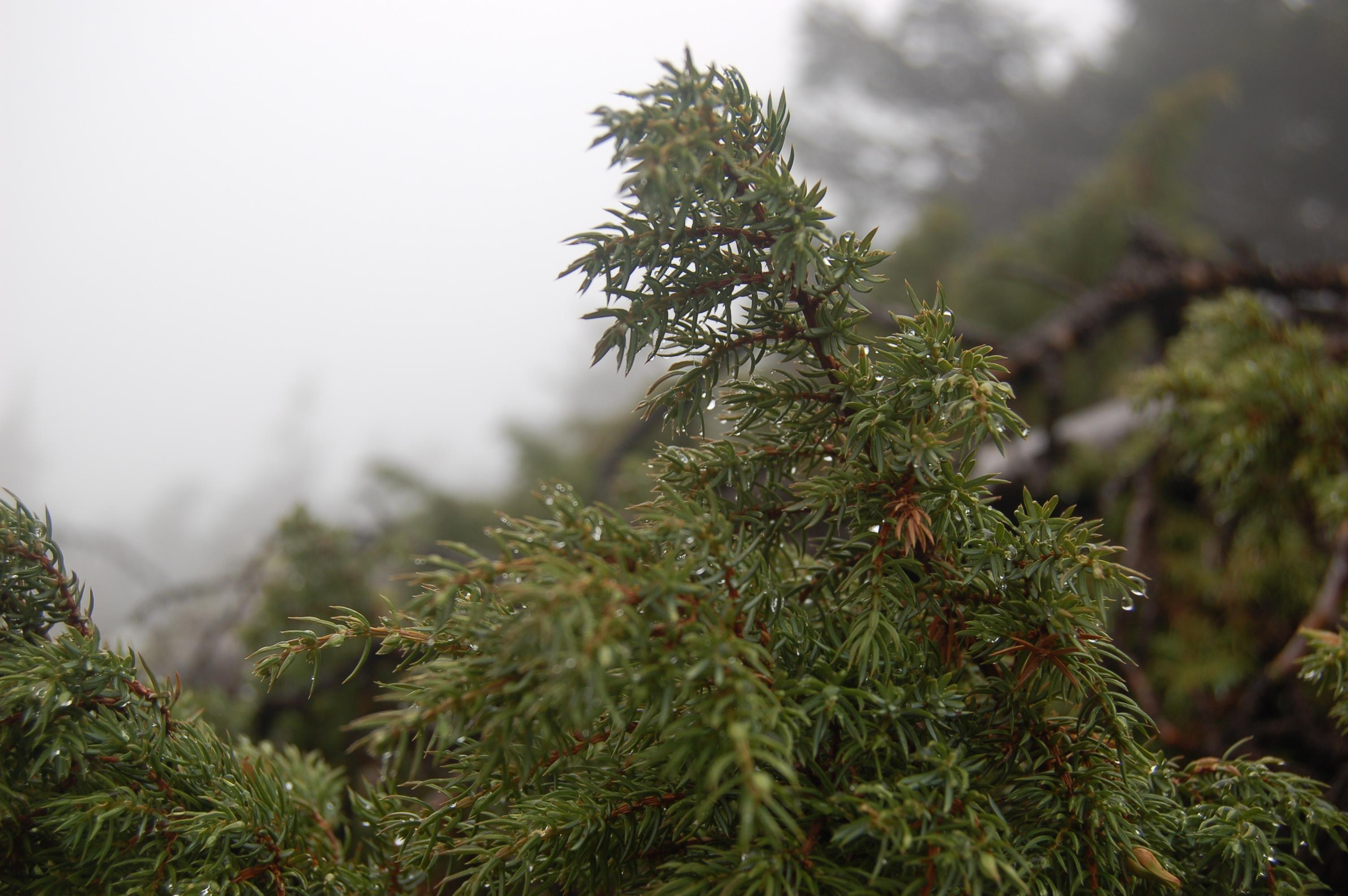 Гора Юрма. Фото и жизнь