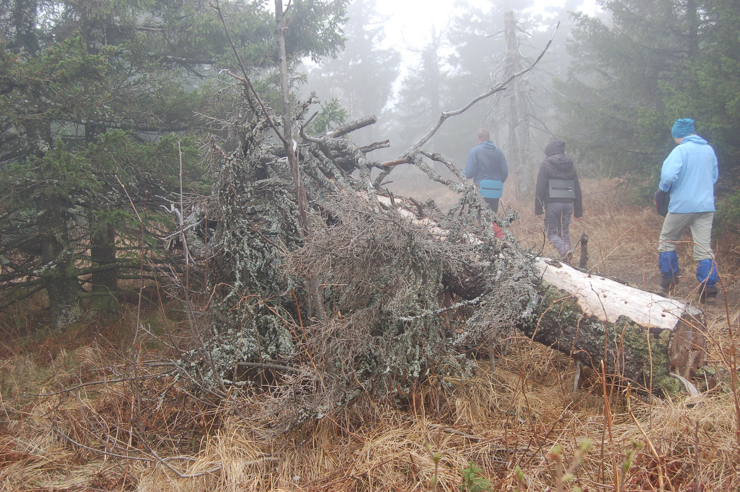 Гора Юрма. Фото и жизнь