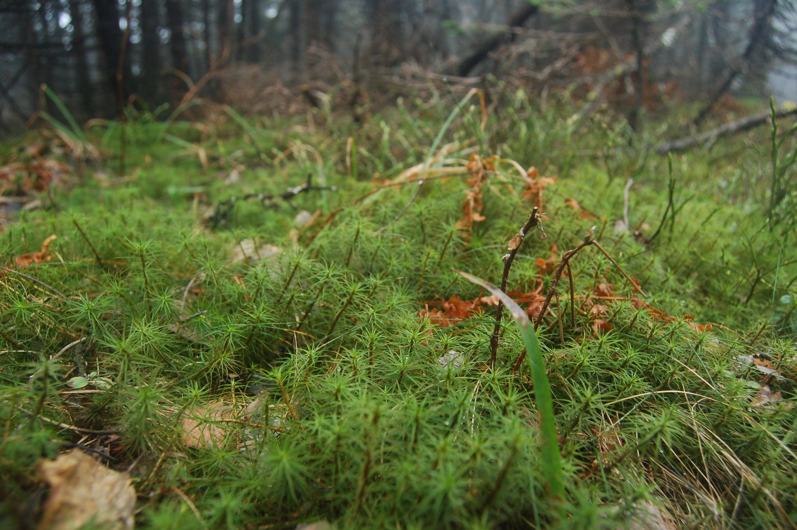 Гора Юрма. Фото и жизнь