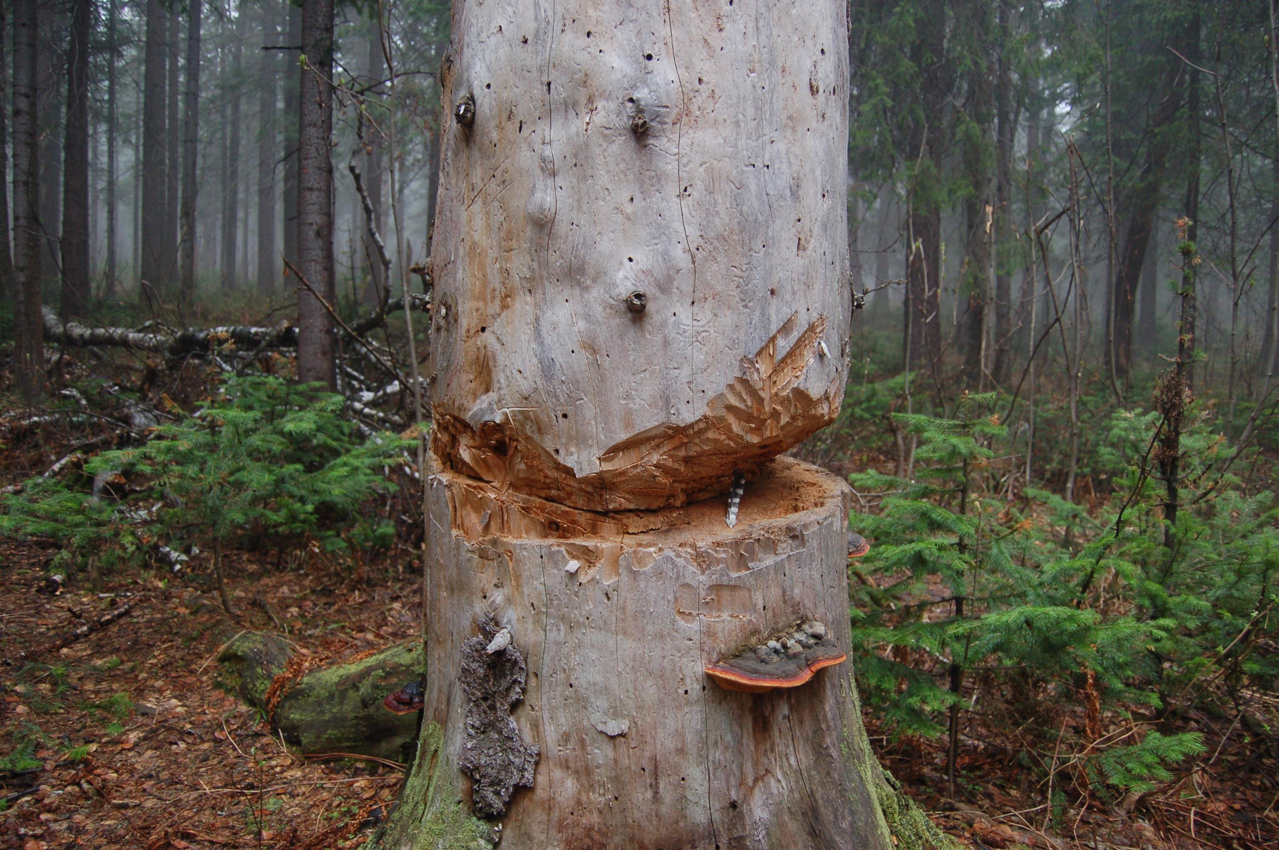 Гора Юрма. Фото и жизнь