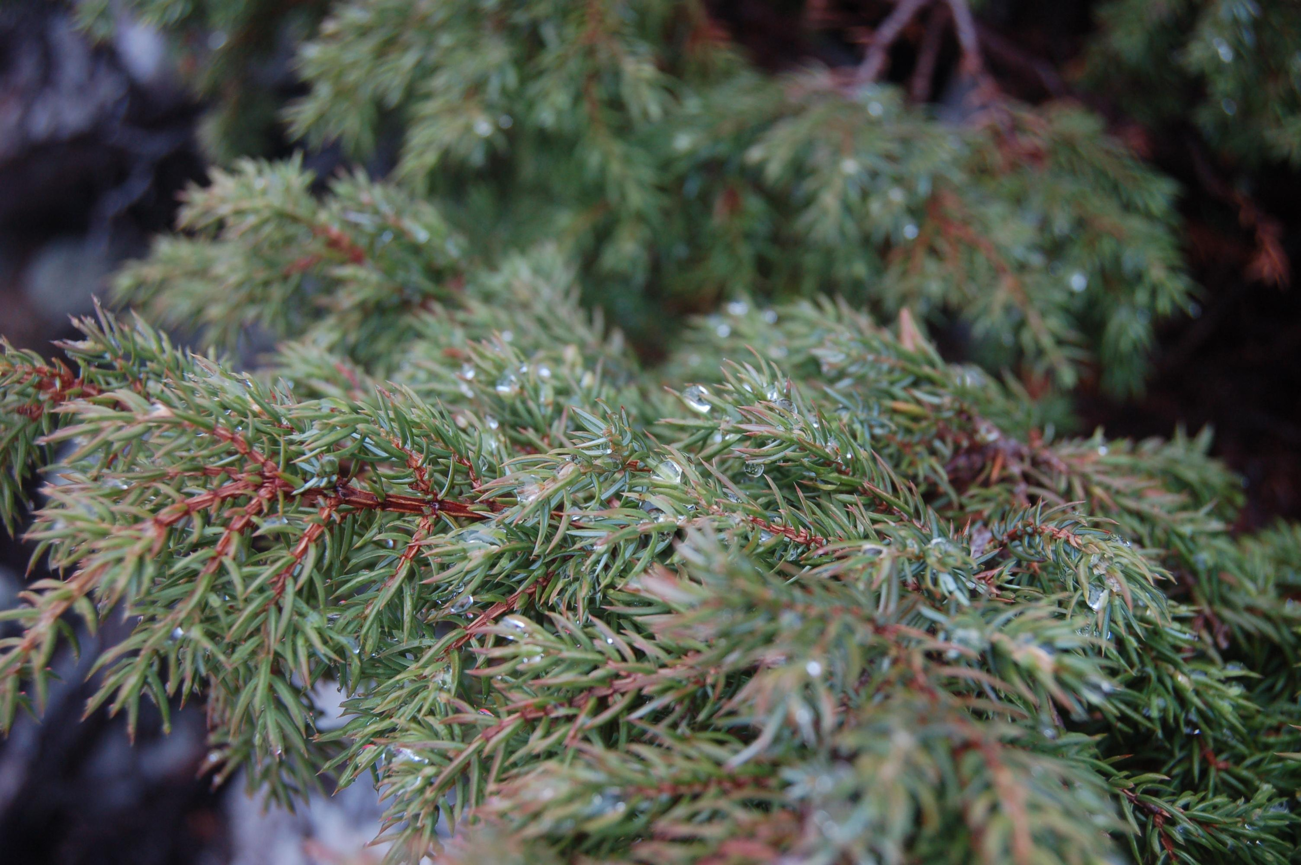 Гора Юрма. Фото и жизнь