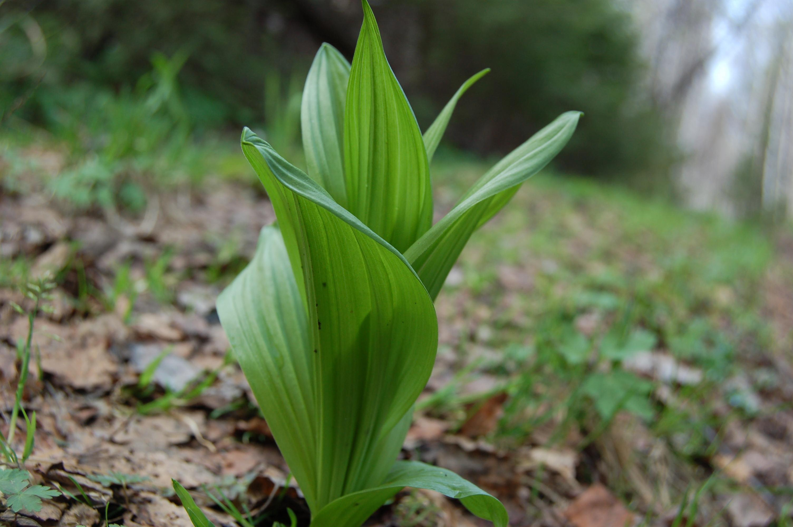 Гора Юрма. Фото и жизнь