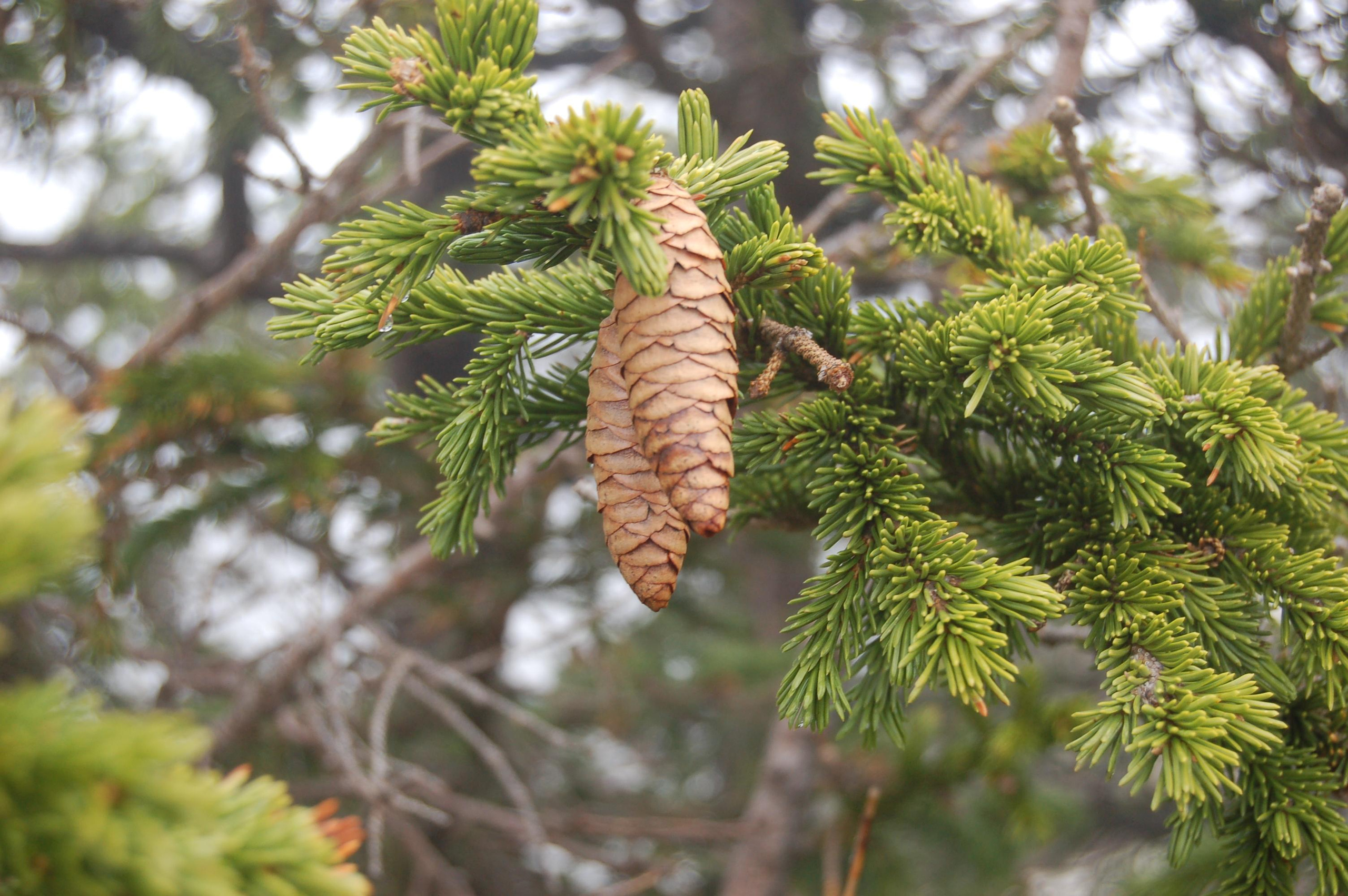 Гора Юрма. Фото и жизнь