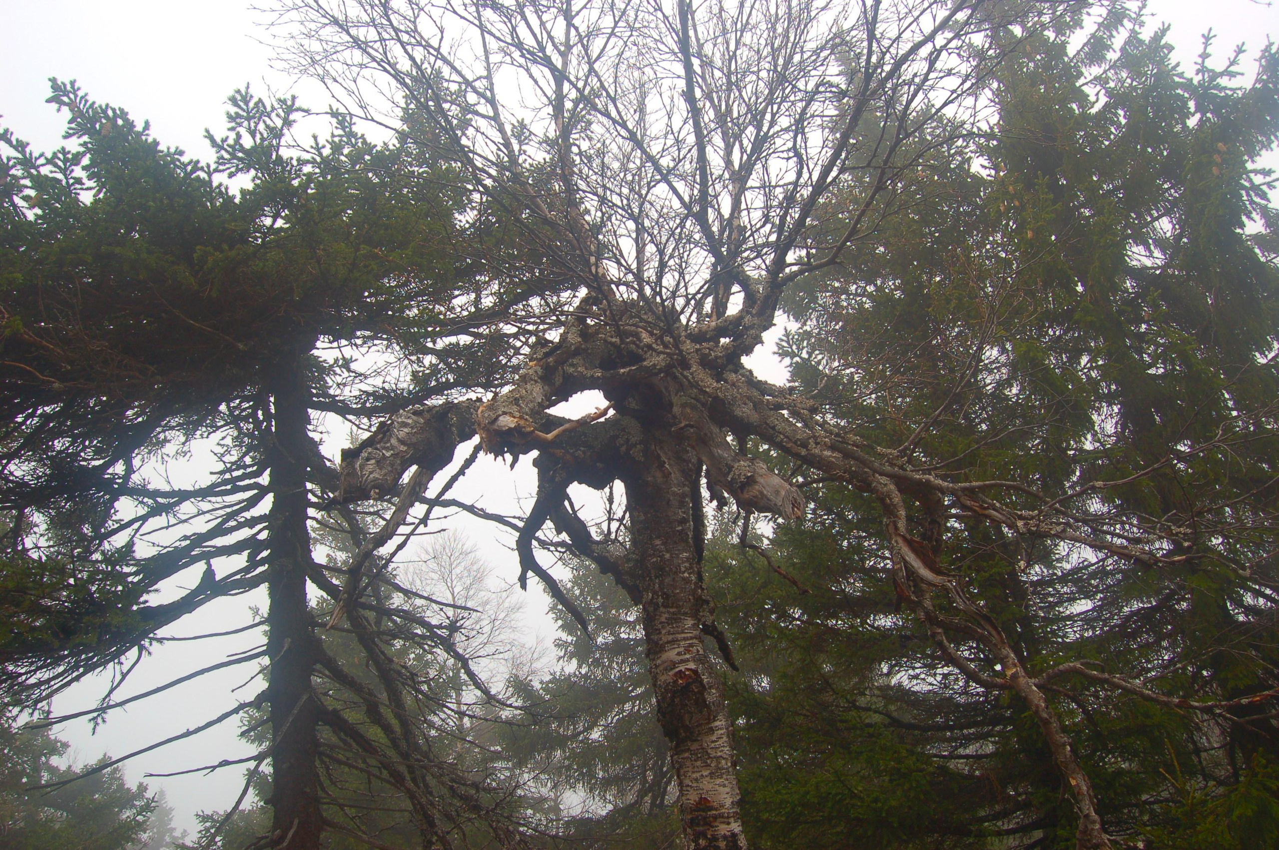 Гора Юрма. Фото и жизнь