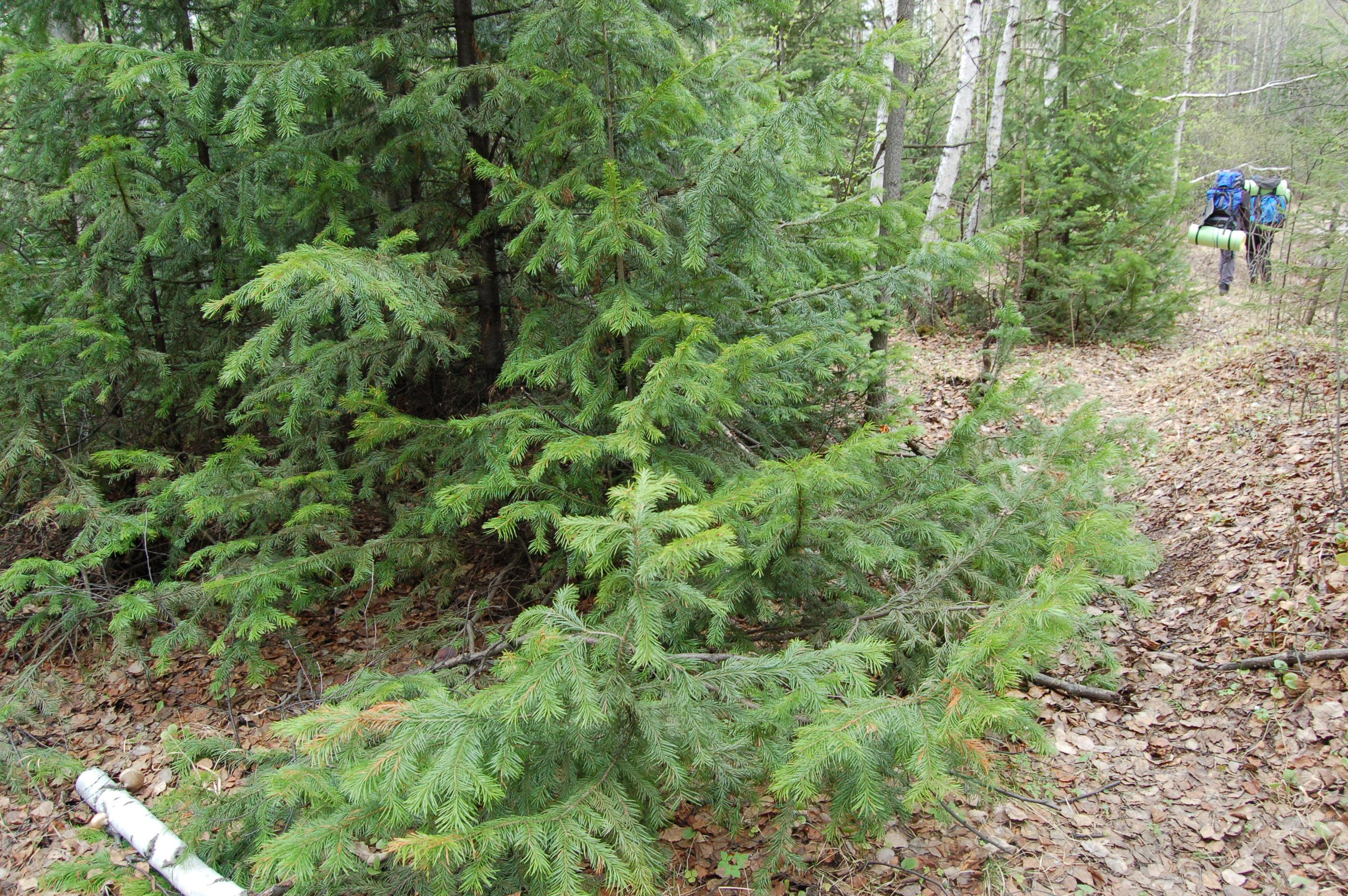 Гора Юрма. Фото и жизнь