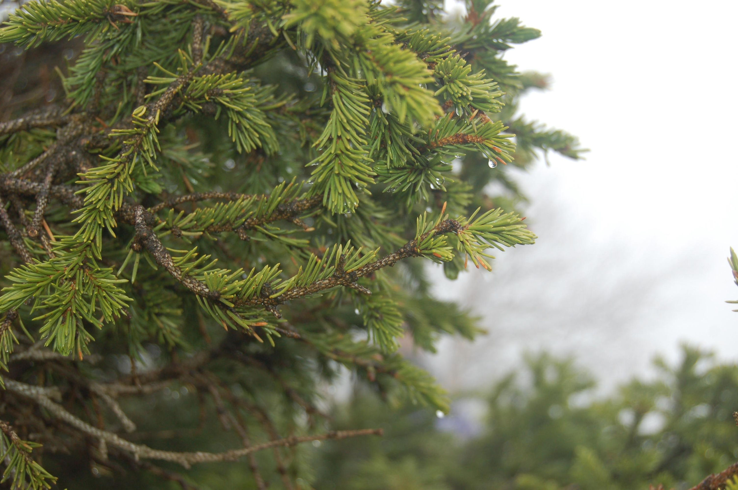 Гора Юрма. Фото и жизнь