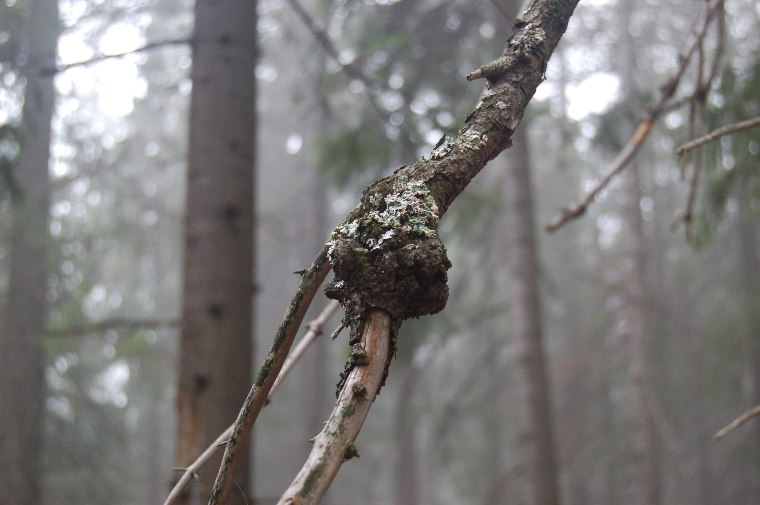 Гора Юрма. Фото и жизнь