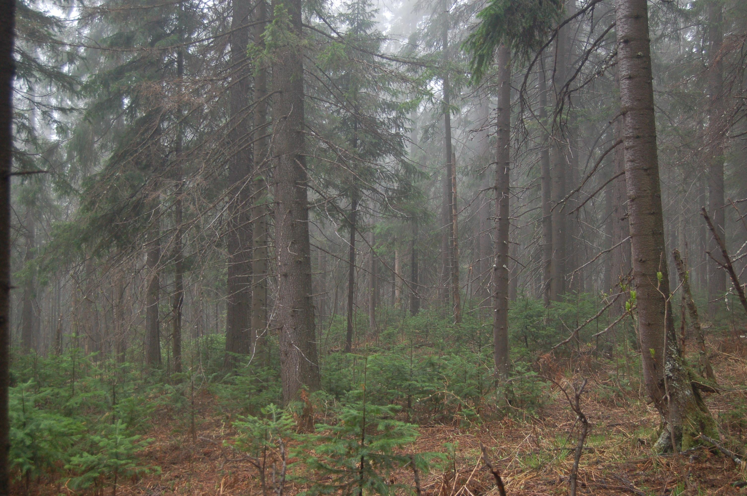 Гора Юрма. Фото и жизнь