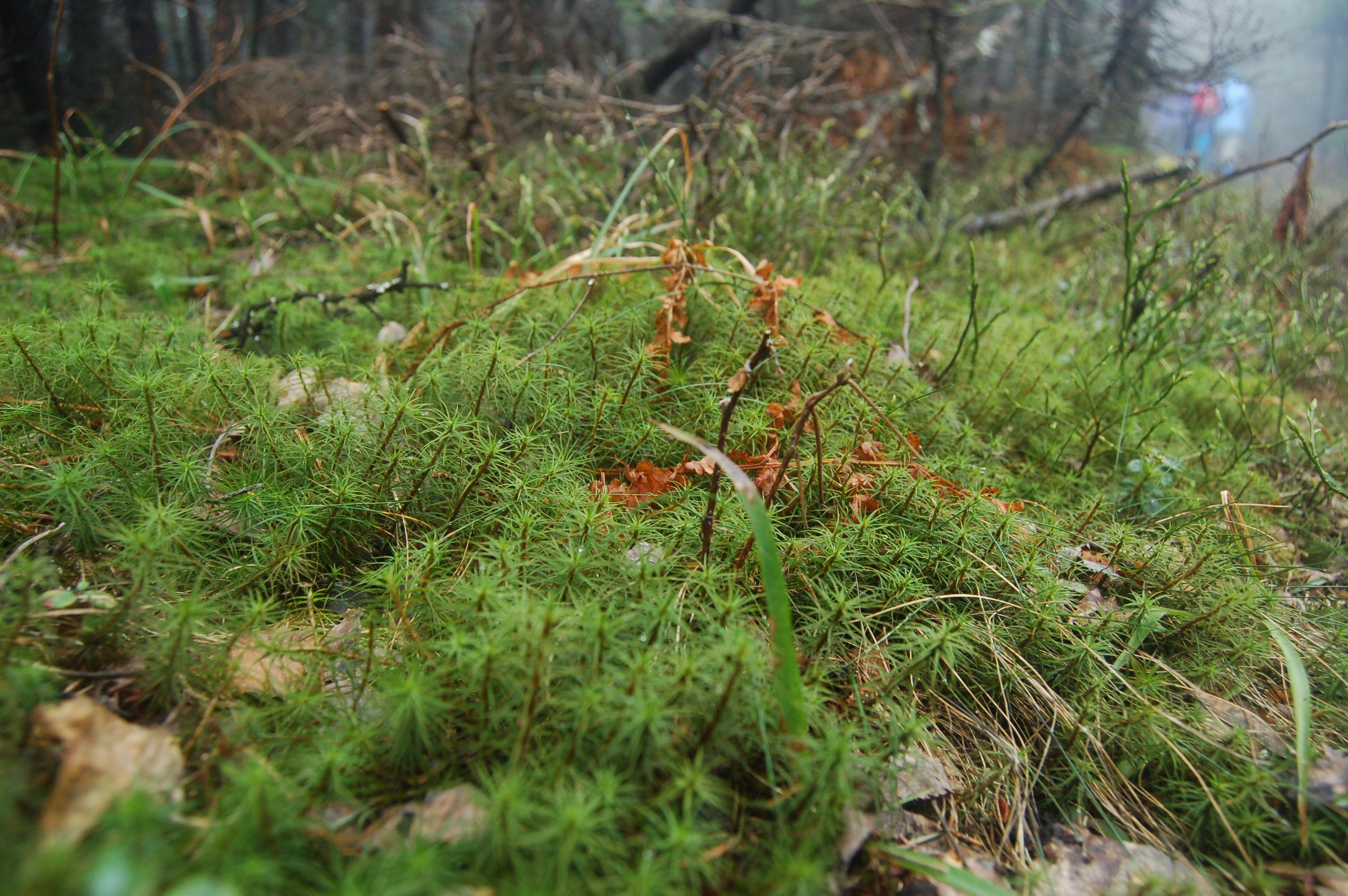 Гора Юрма. Фото и жизнь