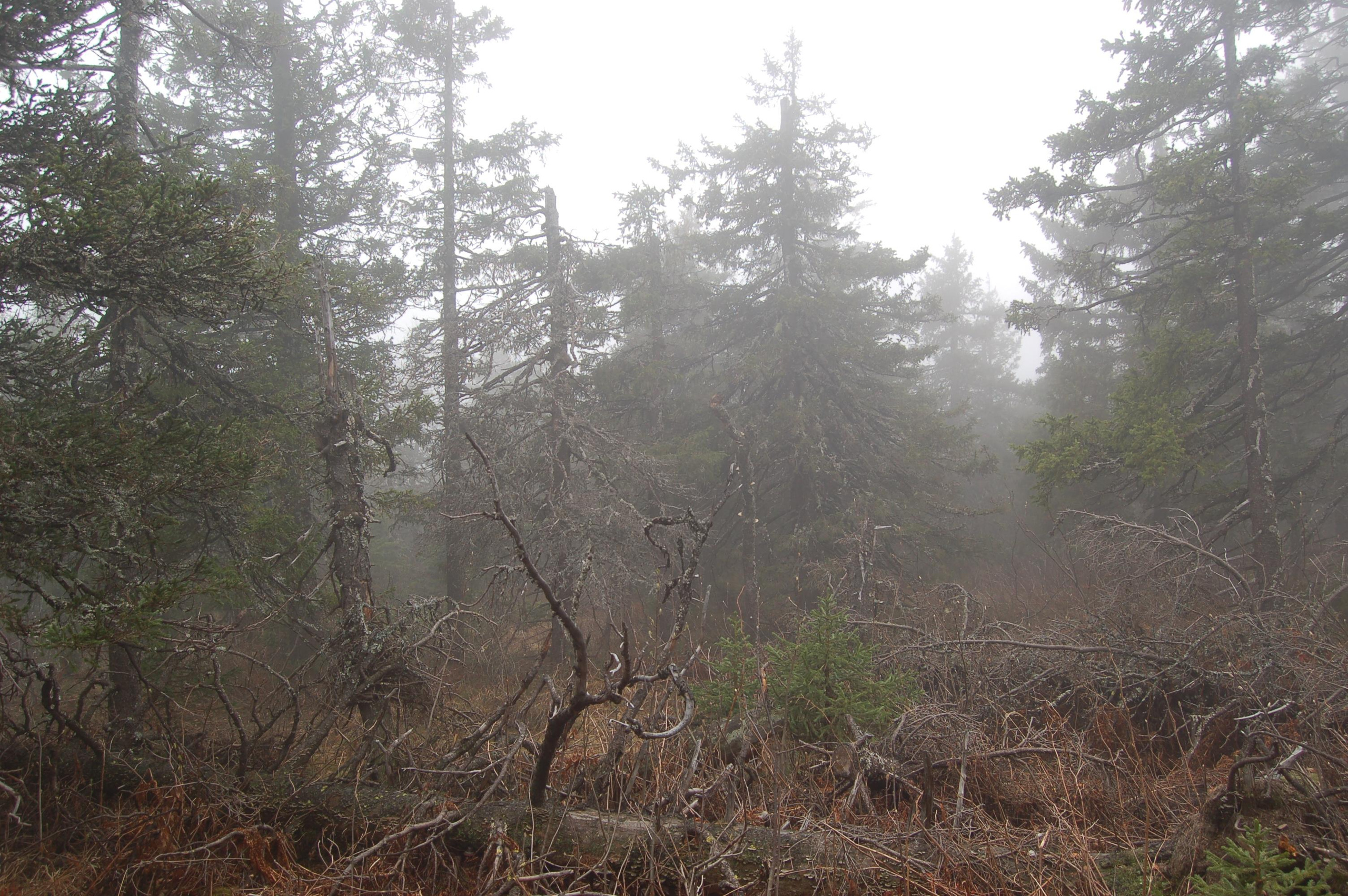 Гора Юрма. Фото и жизнь