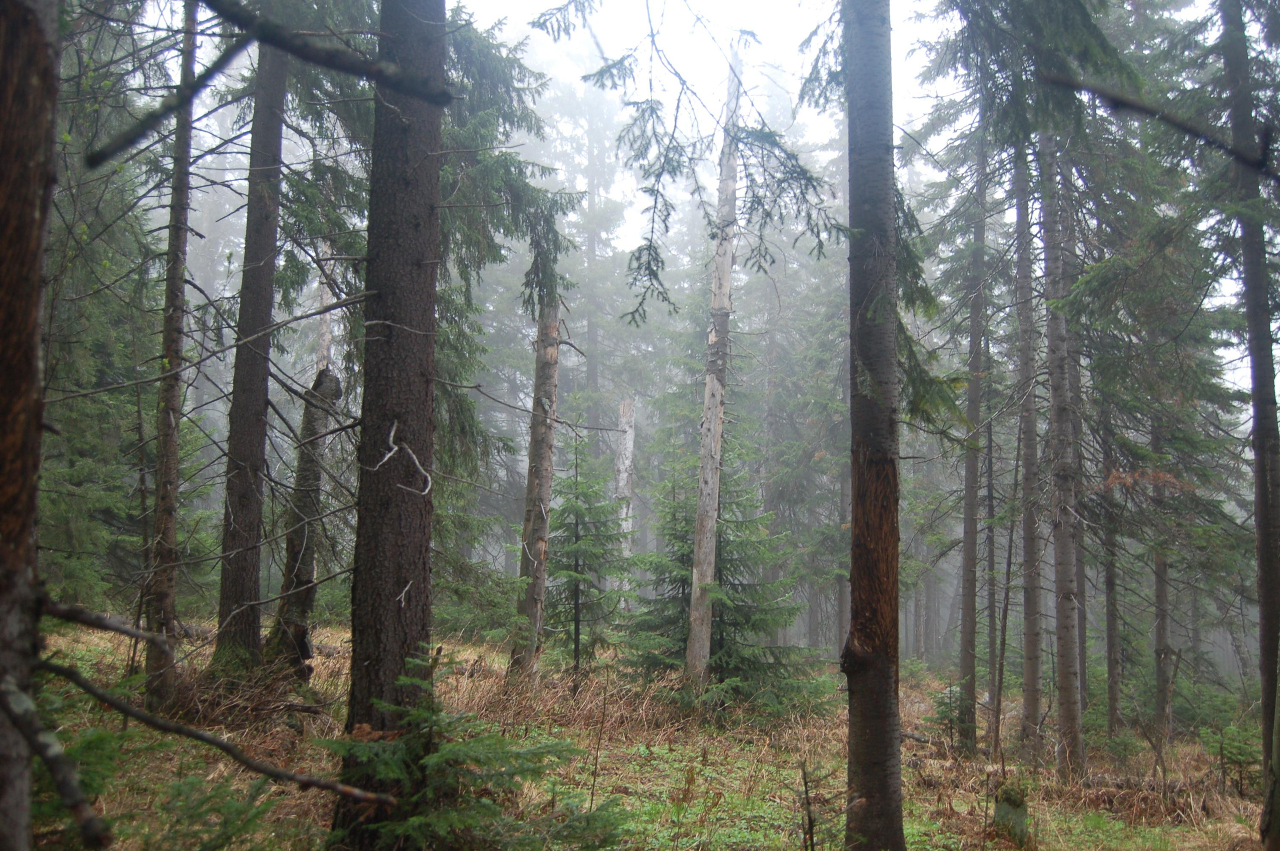 Гора Юрма. Фото и жизнь