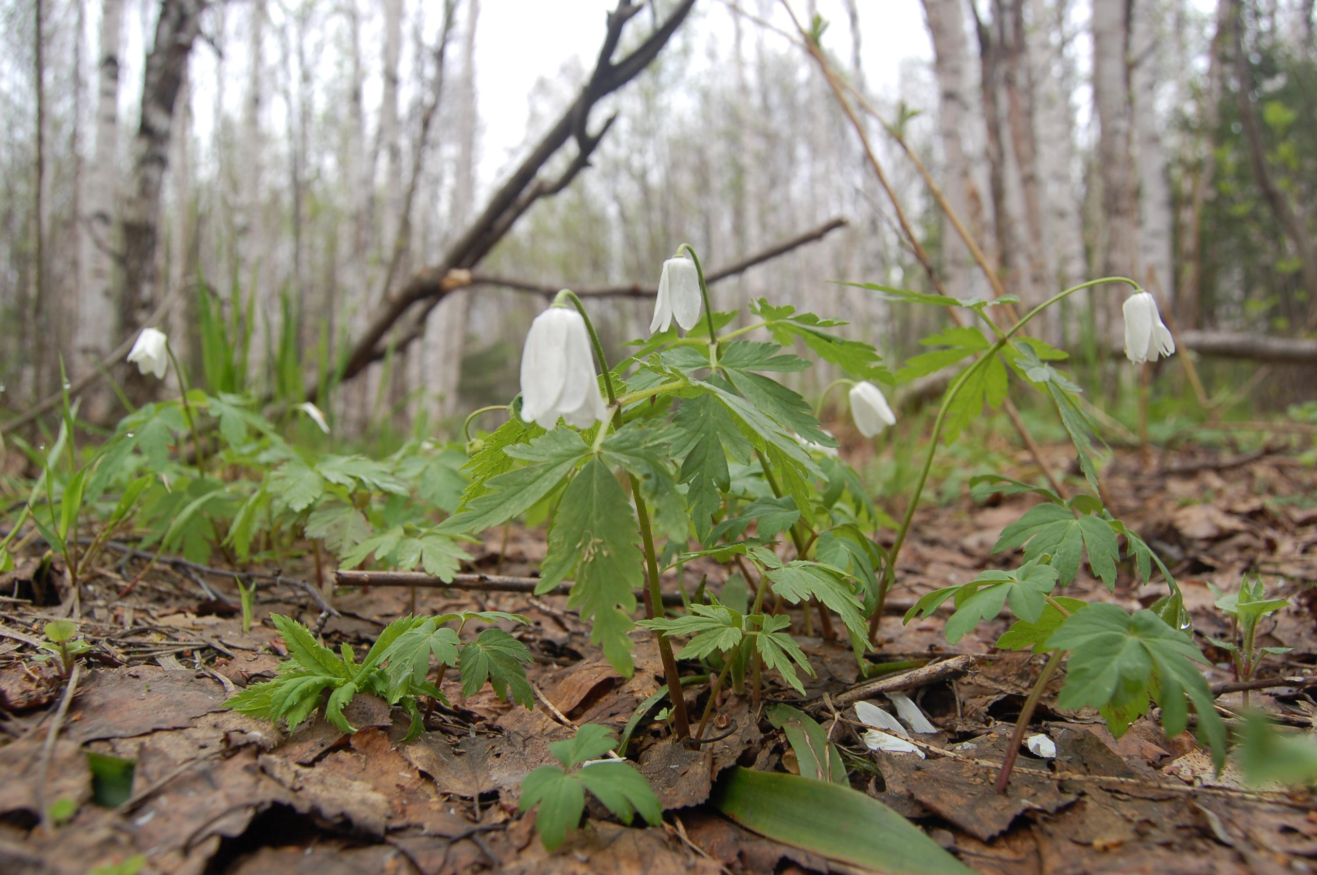 Гора Юрма. Фото и жизнь