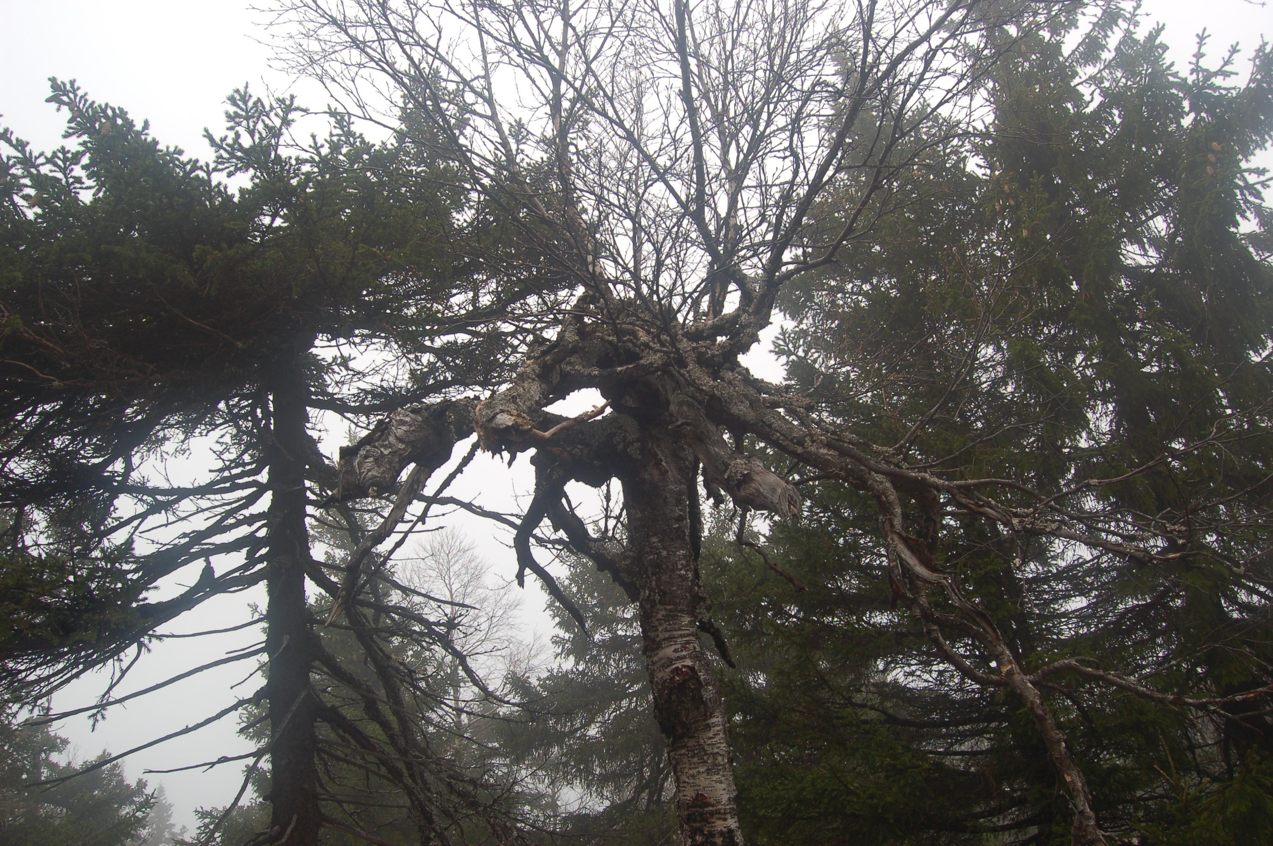 Гора Юрма. Фото и жизнь