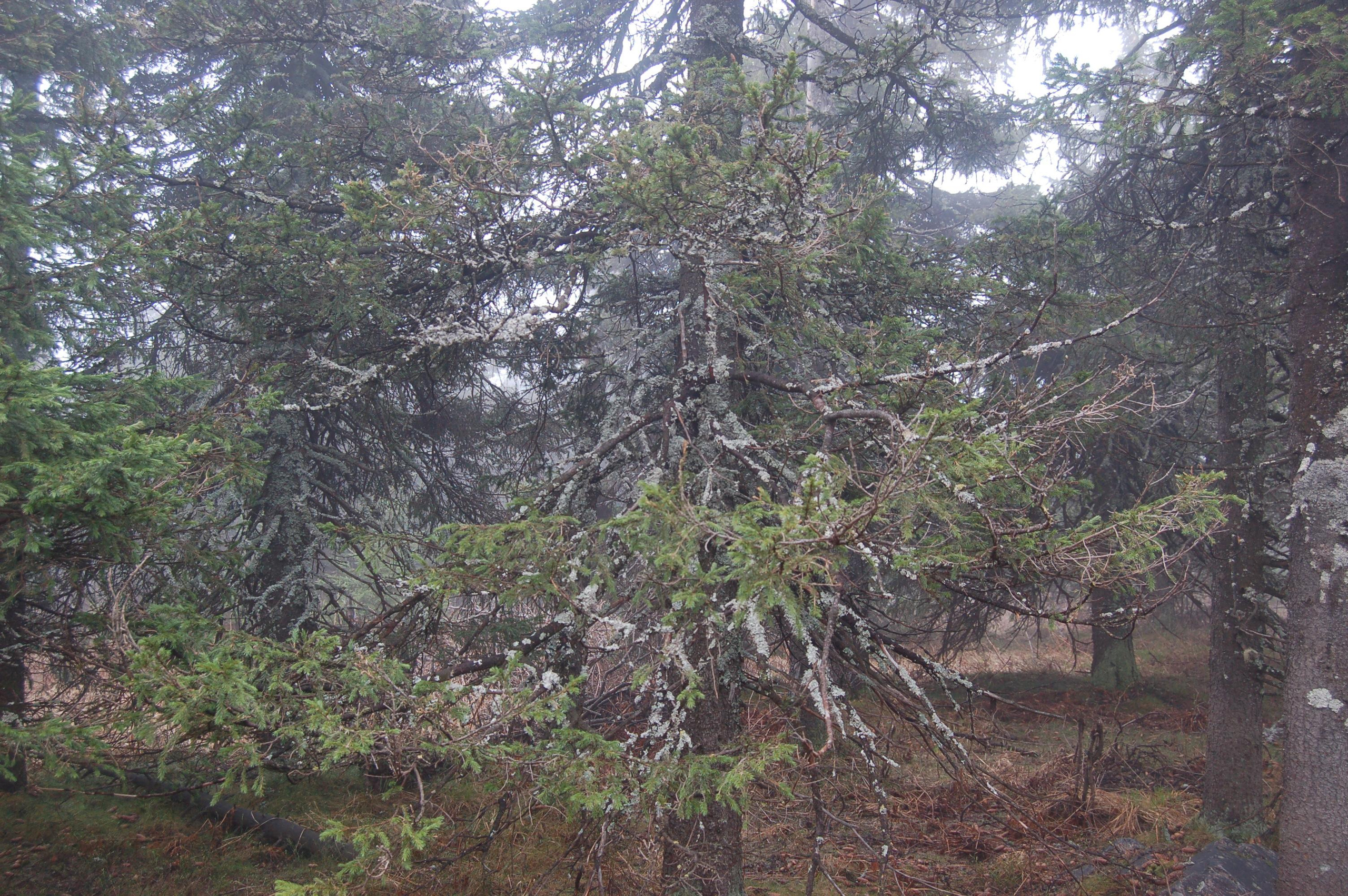 Гора Юрма. Фото и жизнь