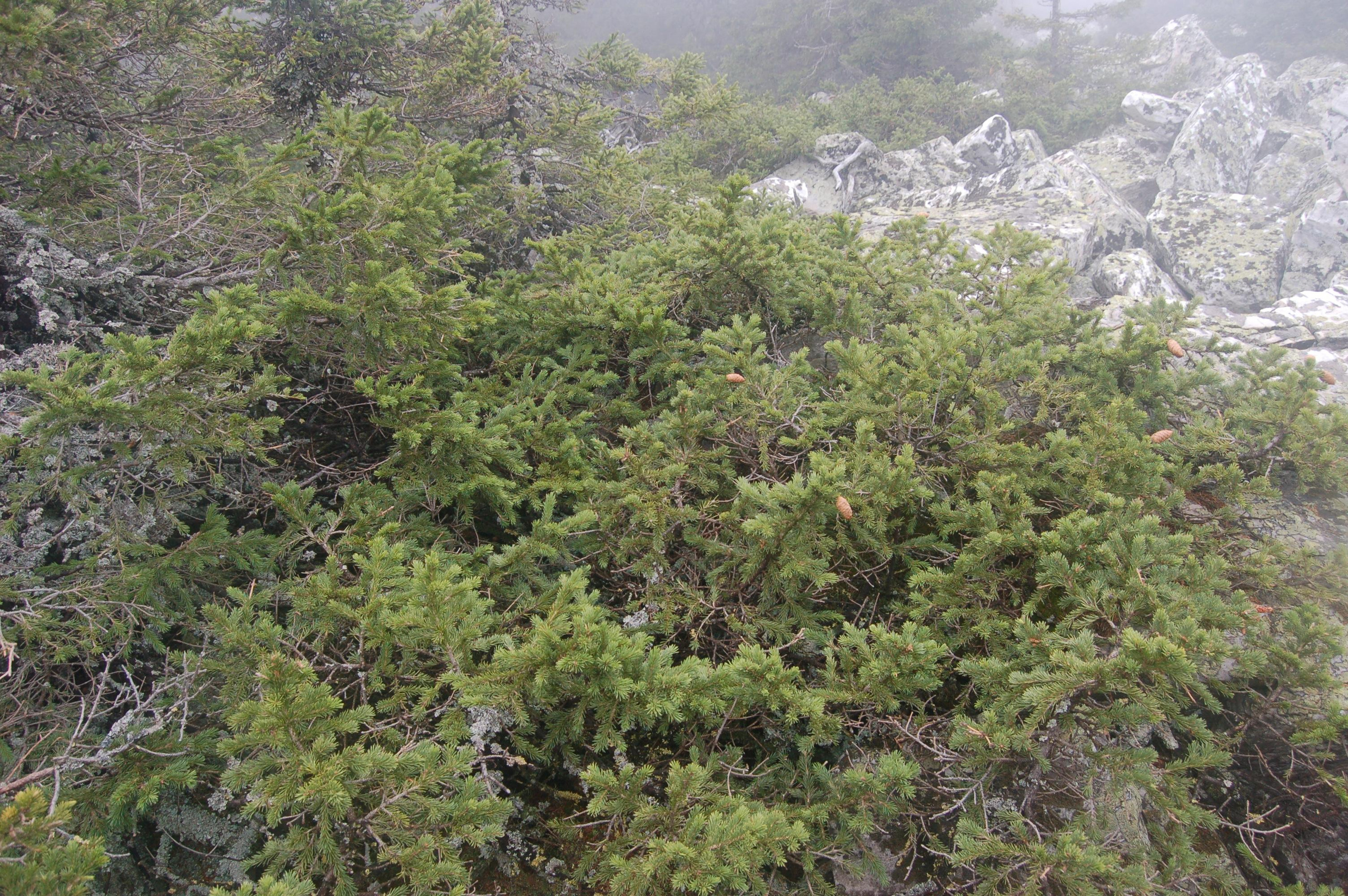 Гора Юрма. Фото и жизнь