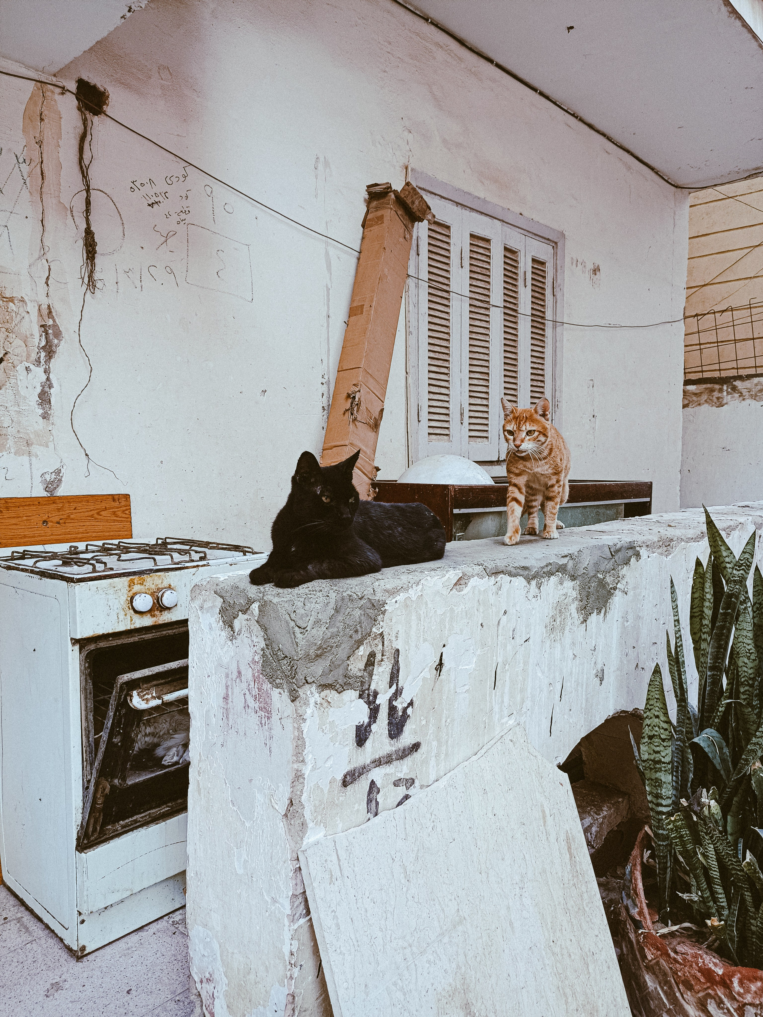 Мобильная. Jorgis — фотограф в Хургаде / обучение фотографии