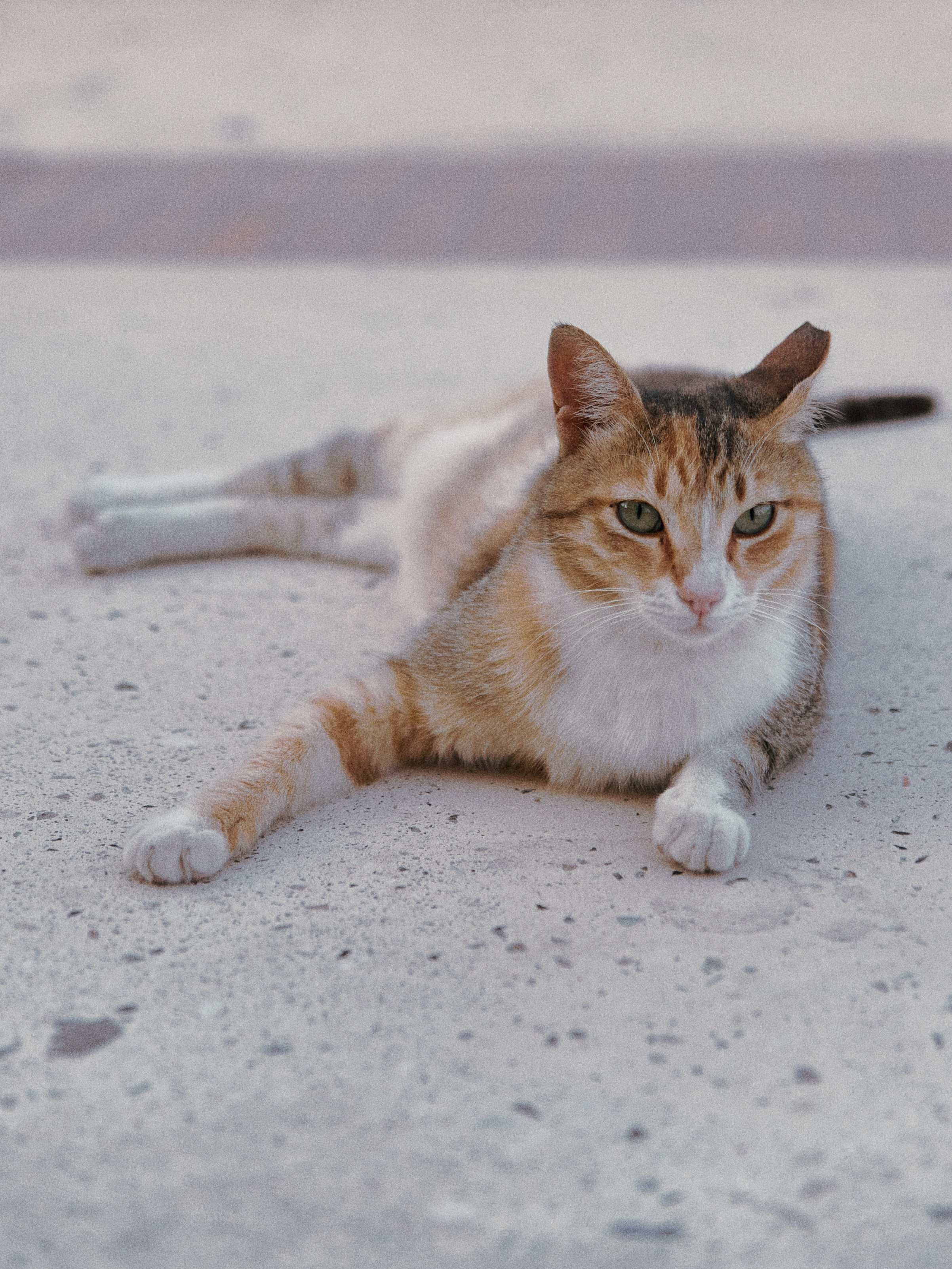 Диптих. Jorgis — фотограф в Хургаде / обучение фотографии