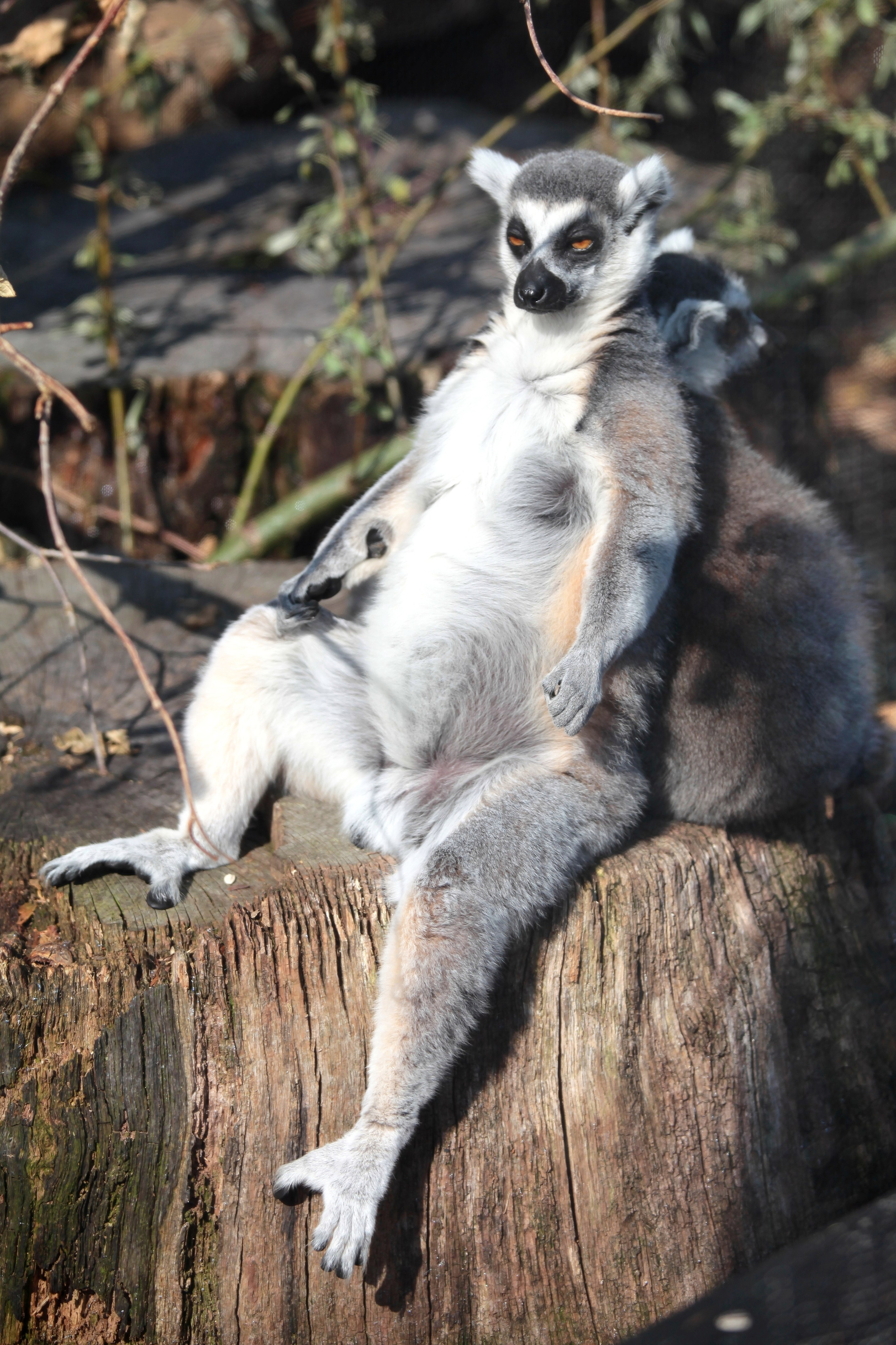 Фотографии диких и домашних животных. Фотограф в Москве и Подмосковье, Николай Сорокин
