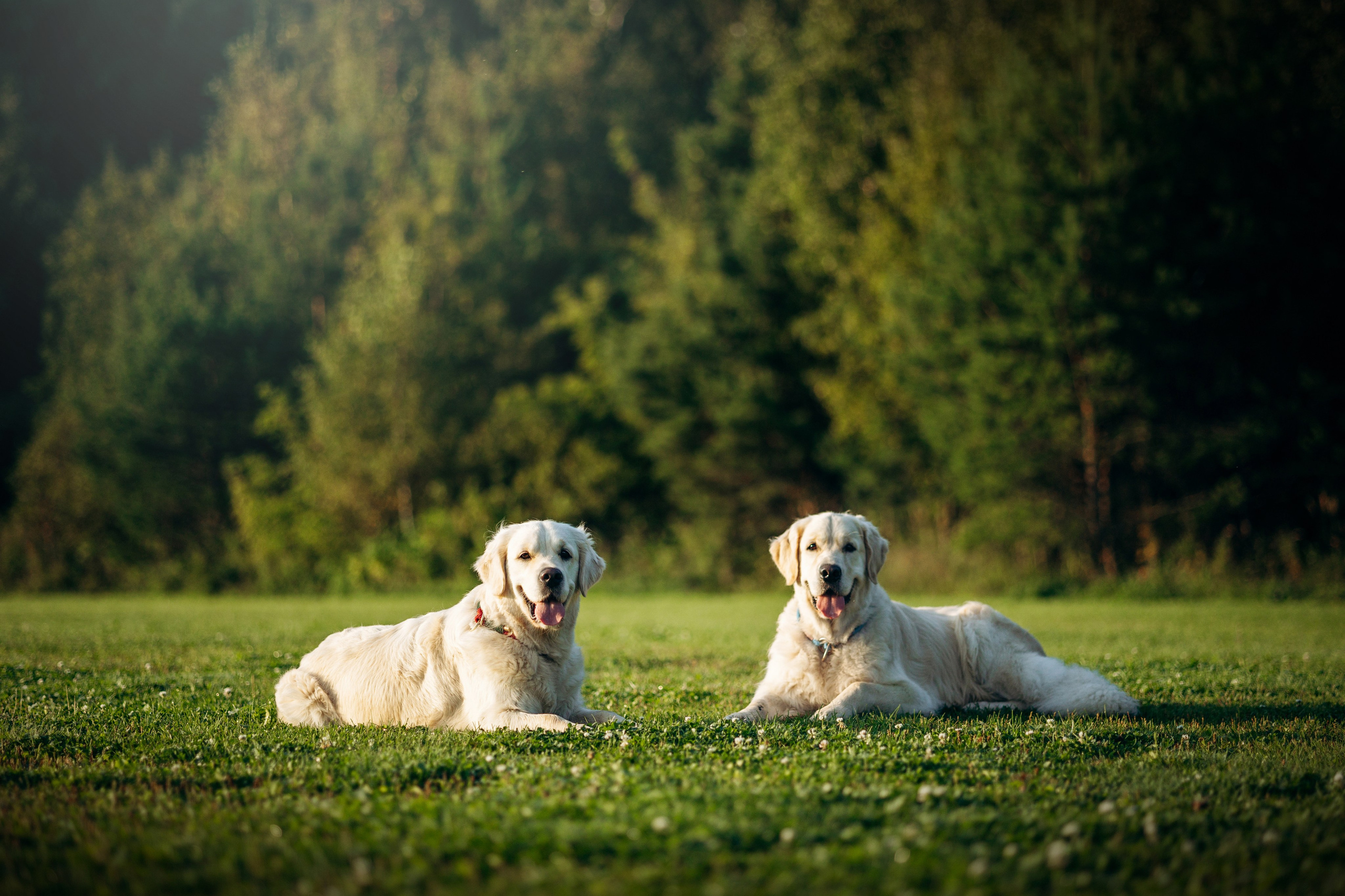 Ирина и ее золотинки. Фотограф — Анималист | Санкт-Петербург