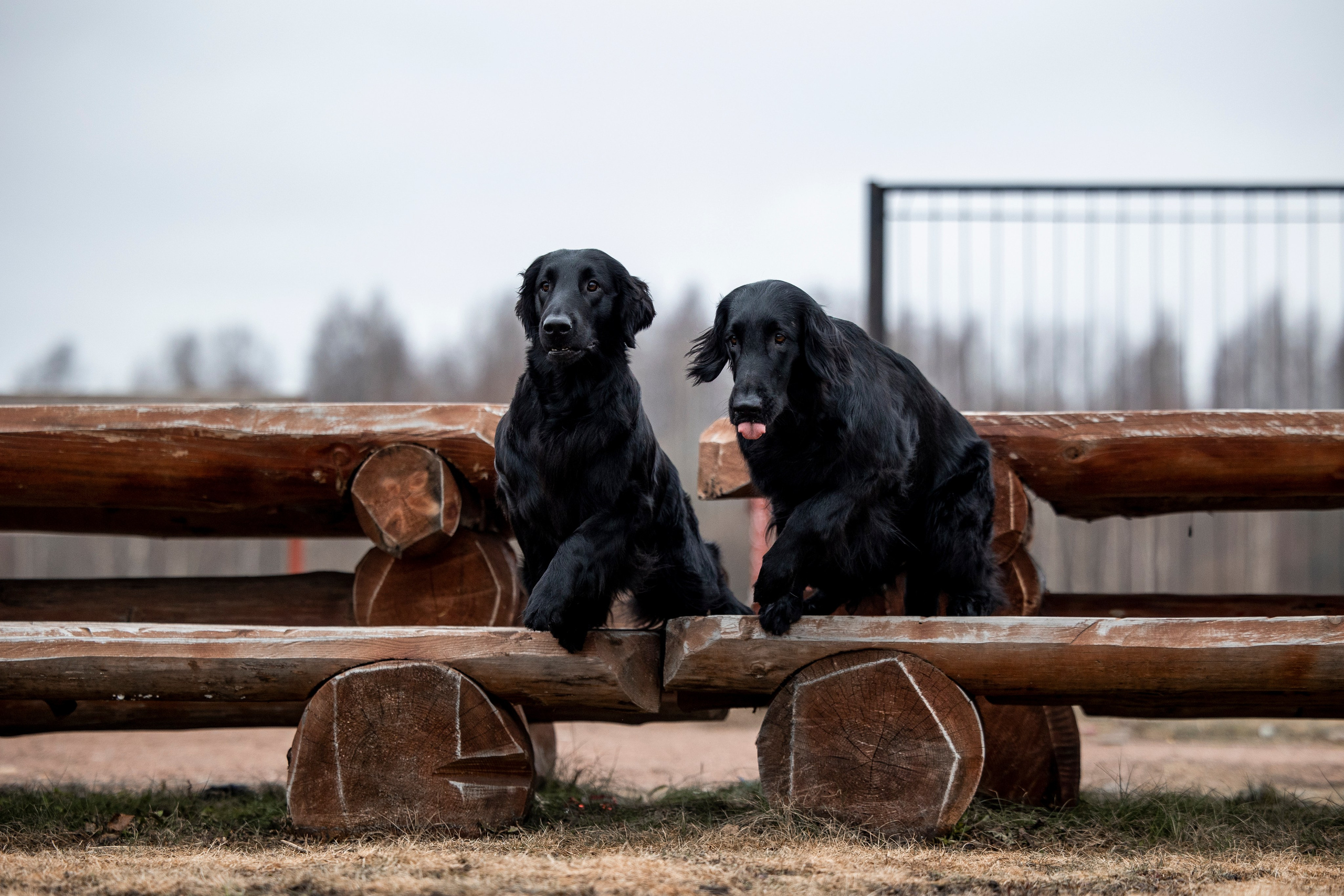 Ора, Ева, Рози и их семья. Фотограф — Анималист | Санкт-Петербург
