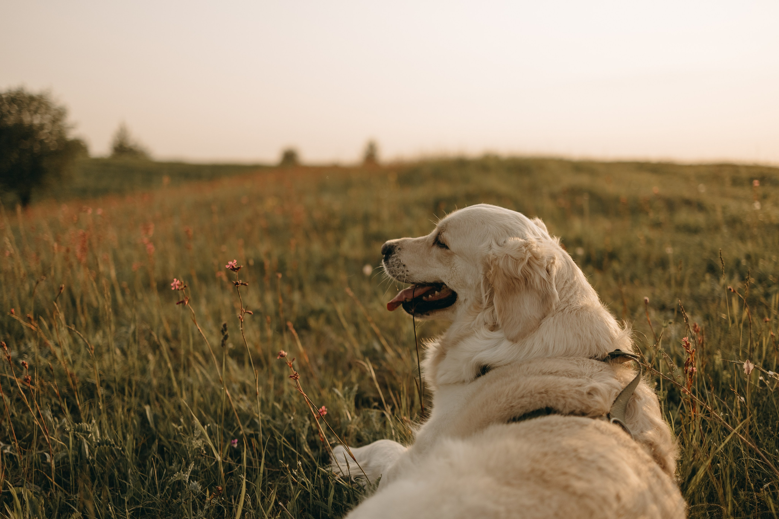 Милка и ребята. Фотограф — Анималист | Санкт-Петербург