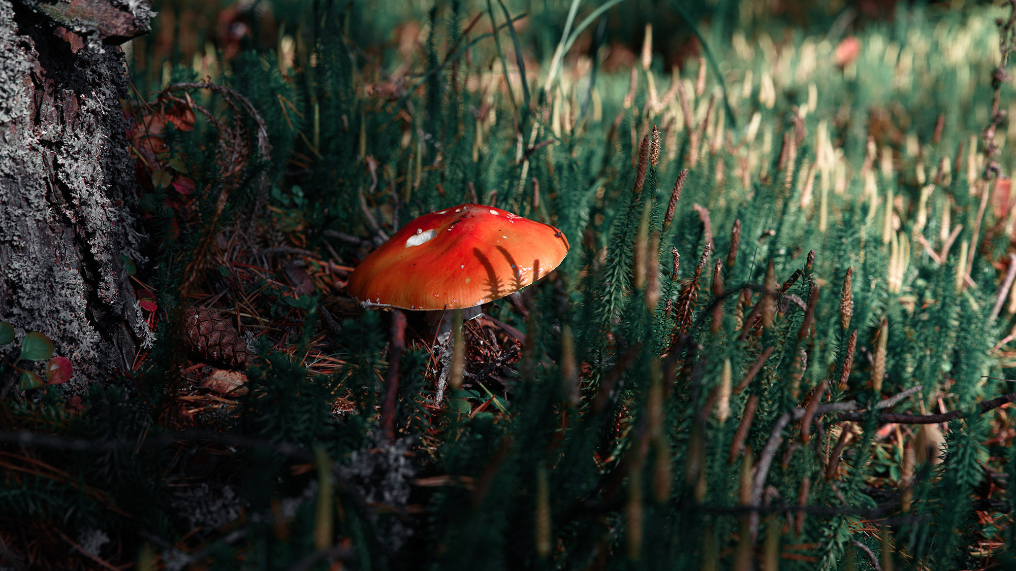 Атмосферные фотографии природы. Фотограф Москва Андриевский Максим, обучение фотографии