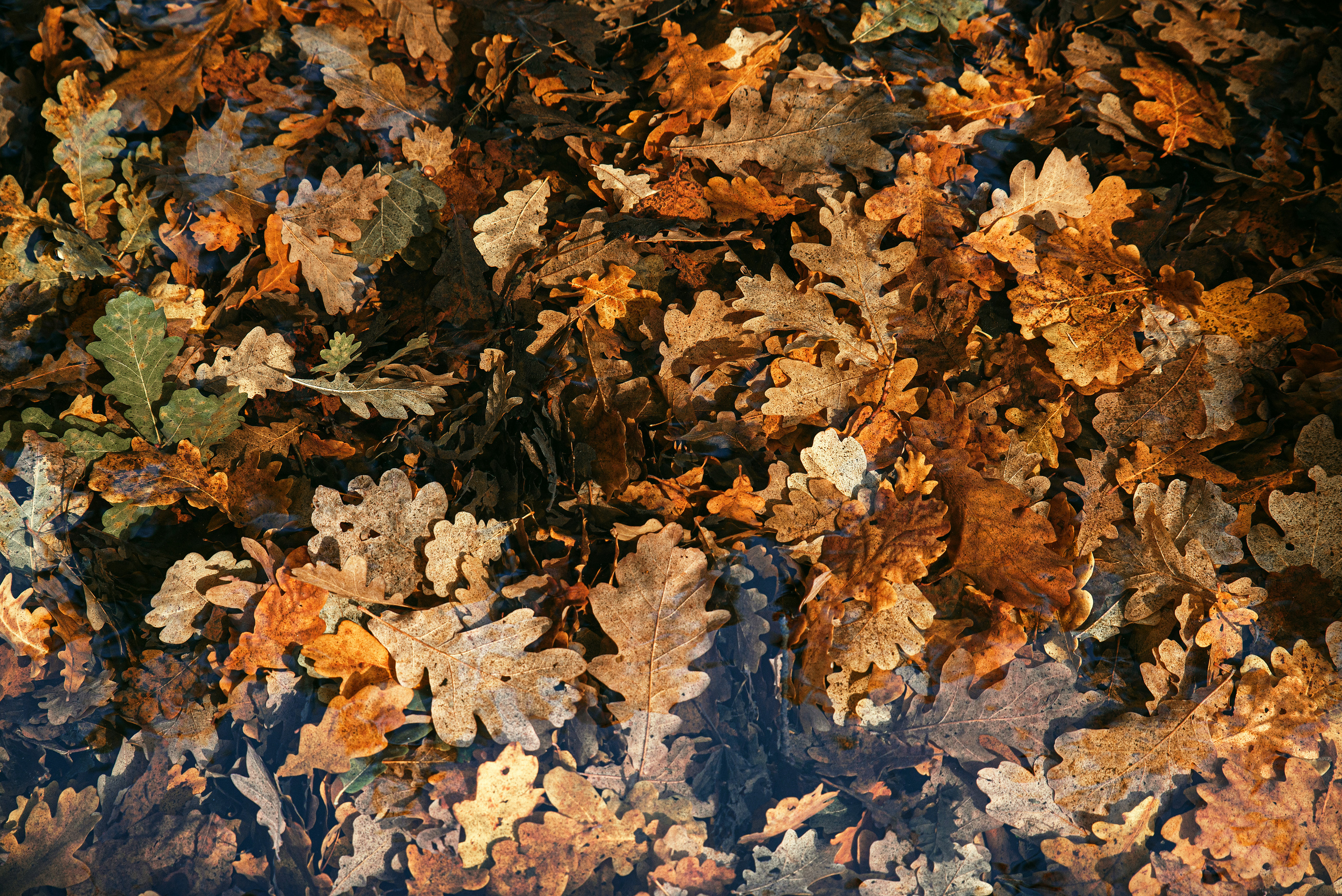 Атмосферные фотографии природы. Фотограф Москва Андриевский Максим, обучение фотографии