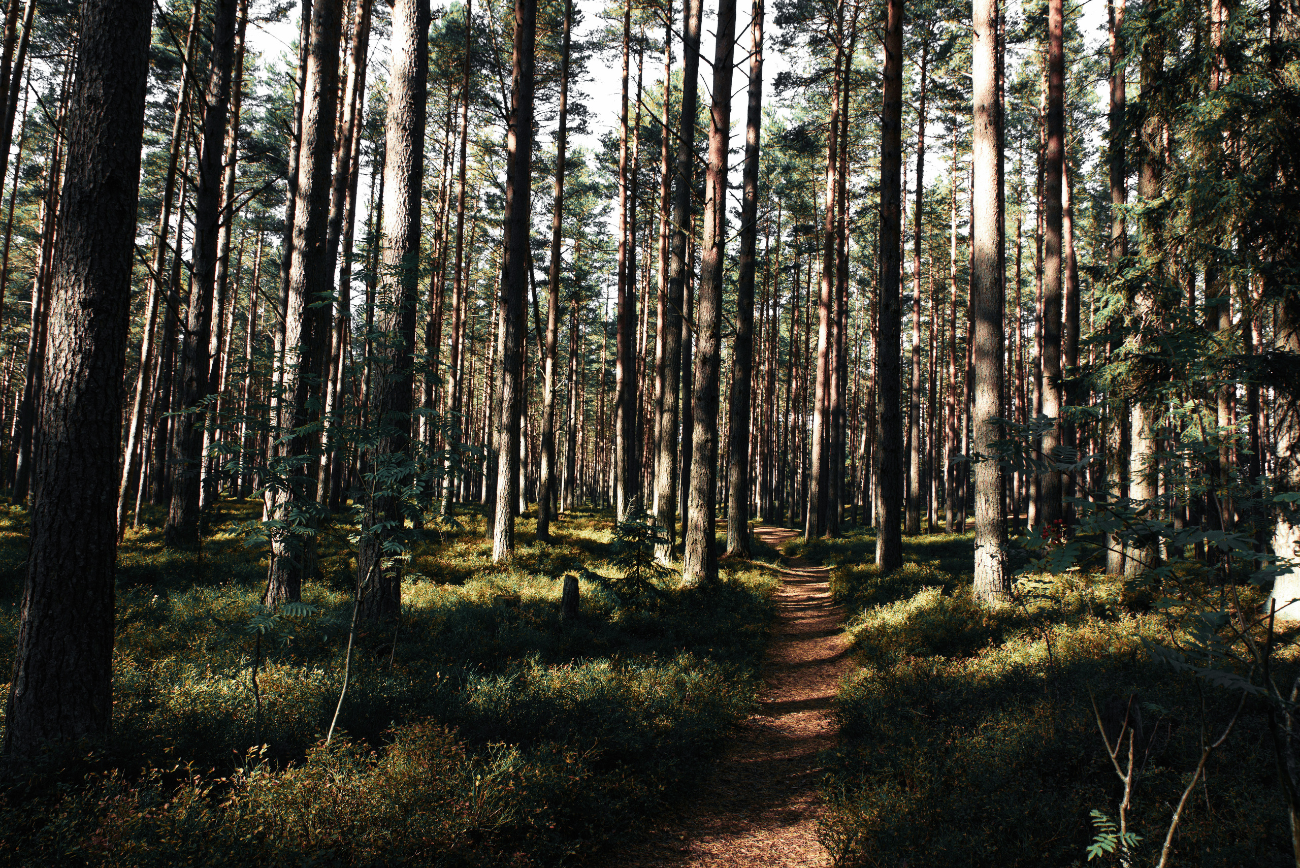 Атмосферные фотографии природы. Фотограф Москва Андриевский Максим, обучение фотографии